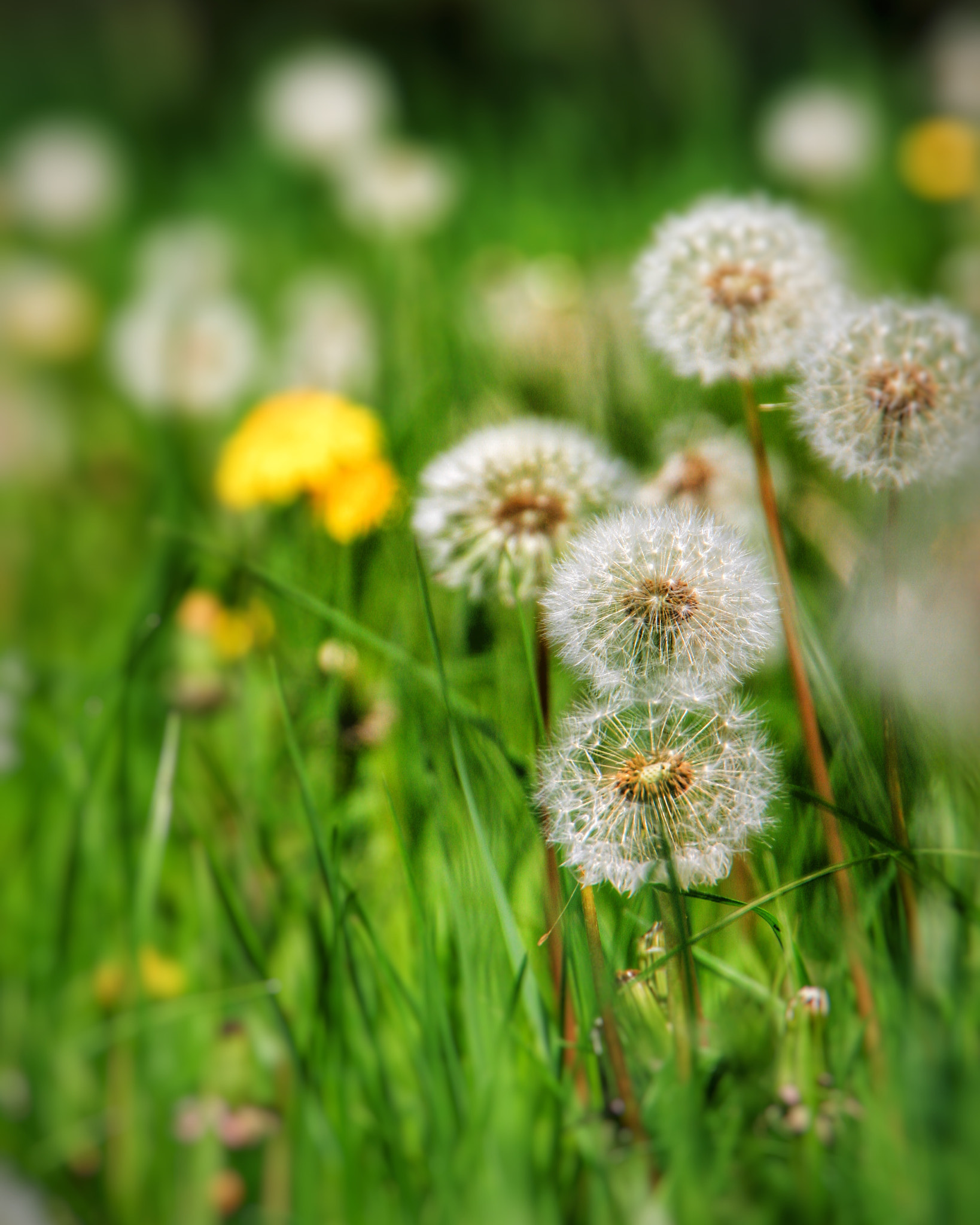 Canon EOS 7D + Canon 18-270mm sample photo. "dandelion fairy" this is next to a waterfall just ... photography
