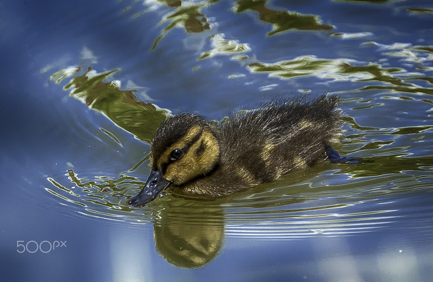 Nikon D50 + Sigma APO 170-500mm F5-6.3 Aspherical RF sample photo. Mallard duckling photography