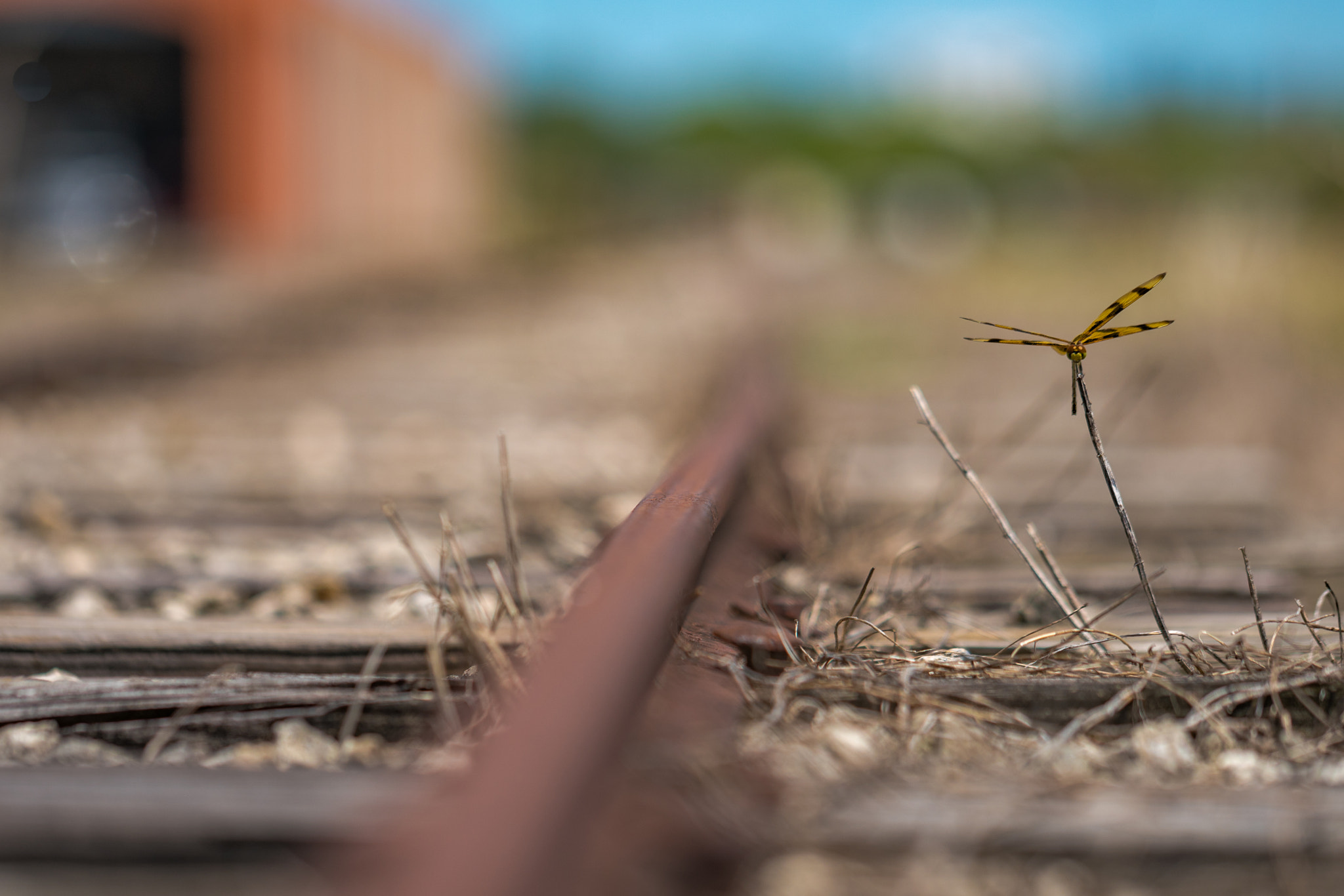 Sony a7R II + Canon EF 100mm F2.8L Macro IS USM sample photo. Dragon fly on rails photography