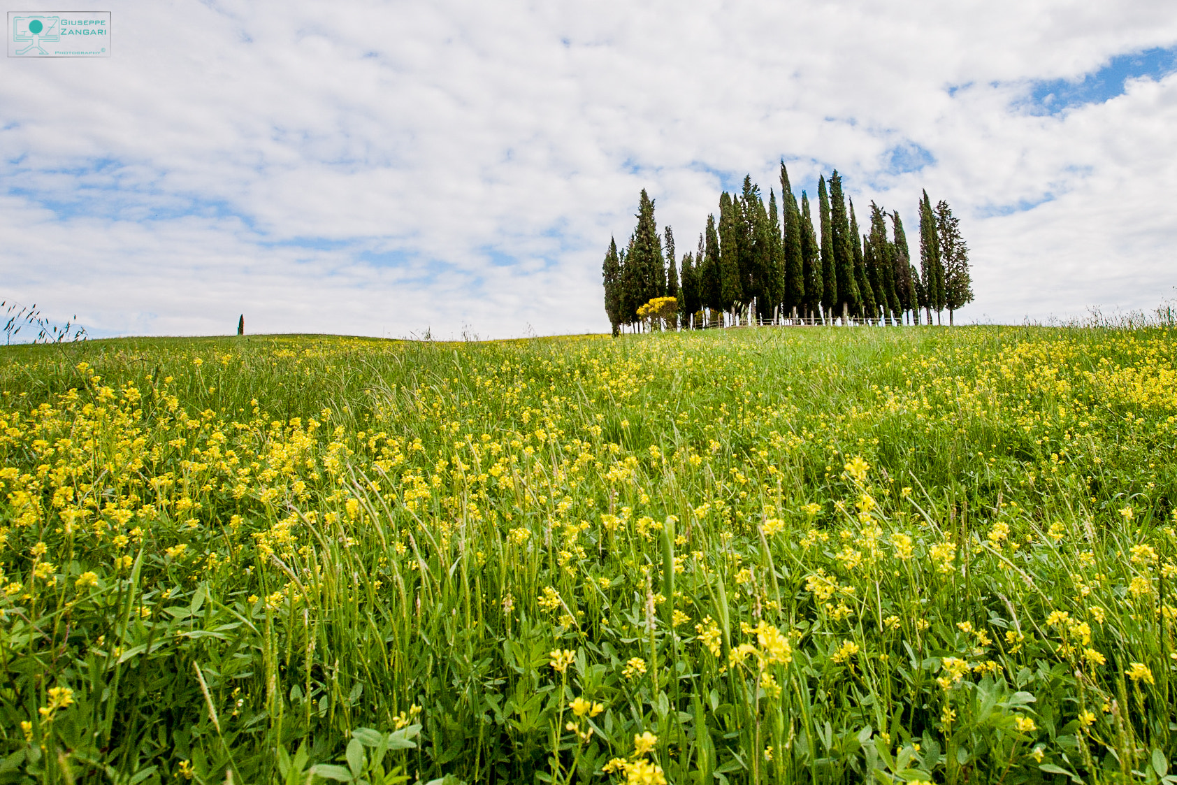 Canon EOS-1Ds Mark II + Canon EF 28mm F2.8 IS USM sample photo. Val d'orcia in yellow photography