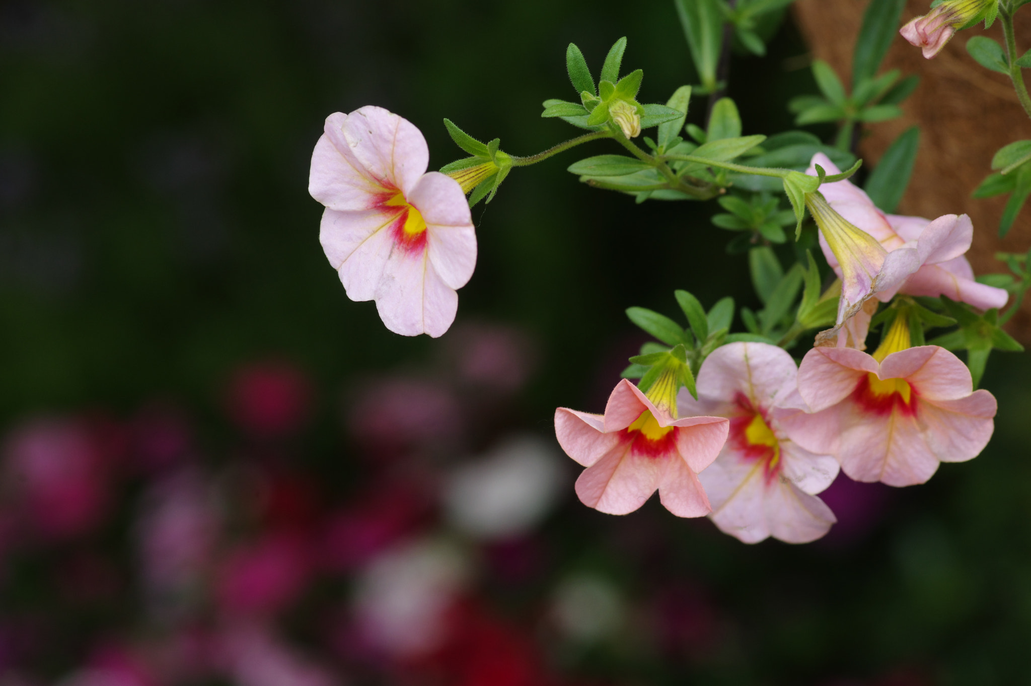 Pentax smc D-FA 100mm F2.8 Macro WR sample photo. Leaving photography