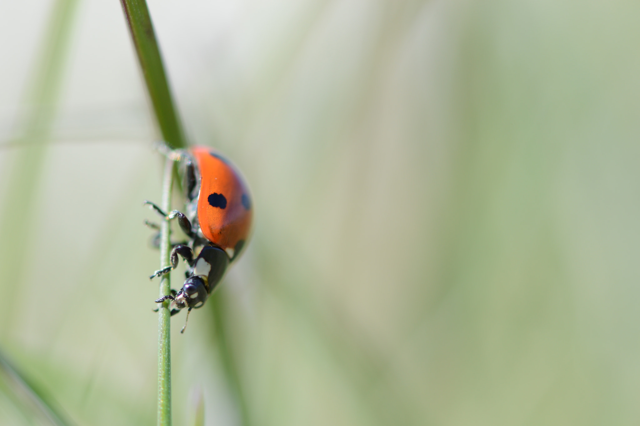 Nikon AF-S Micro-Nikkor 105mm F2.8G IF-ED VR sample photo. Ladybug photography