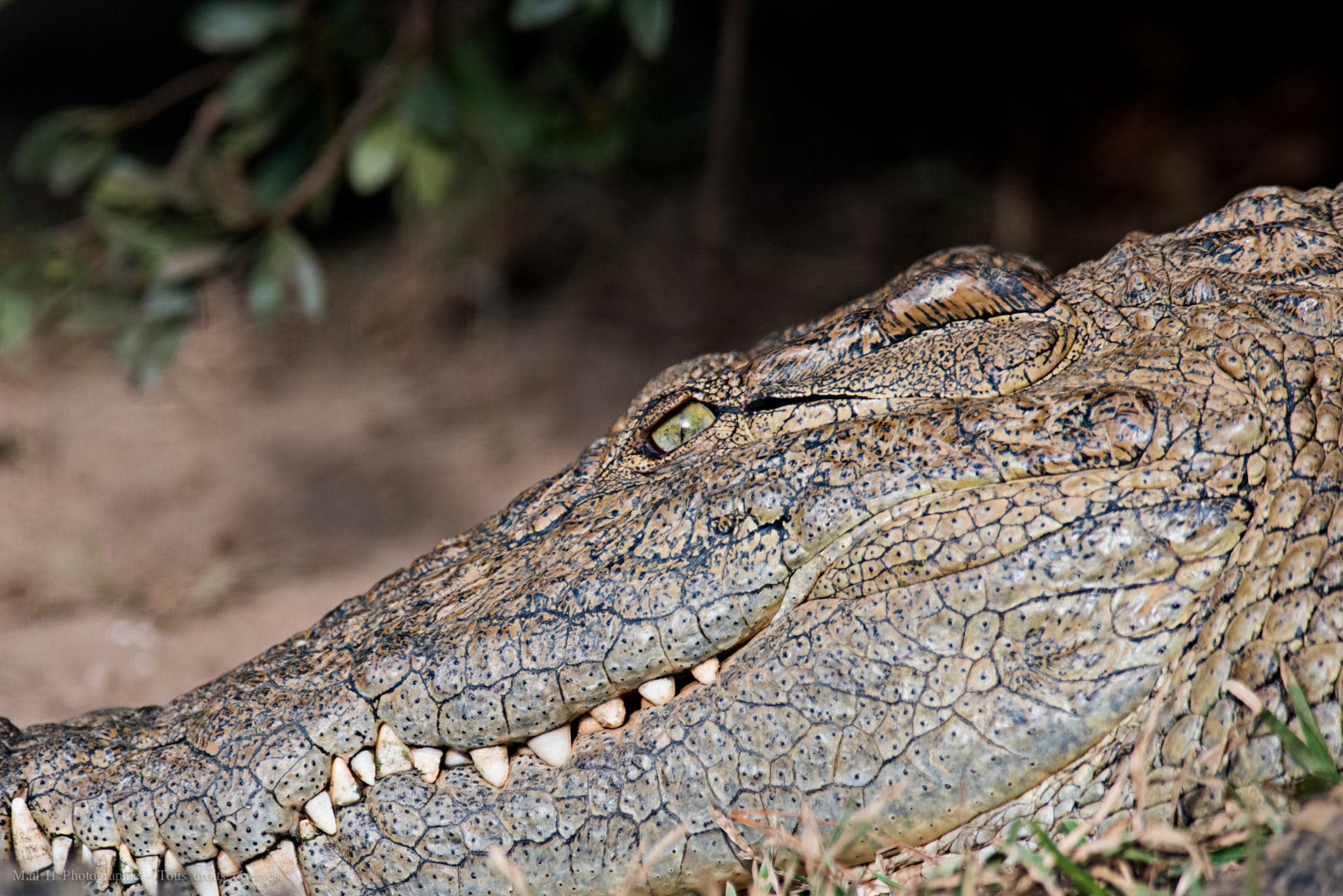 Nikon AF-S Nikkor 300mm F2.8G ED-IF VR sample photo. Eye of the  croco photography