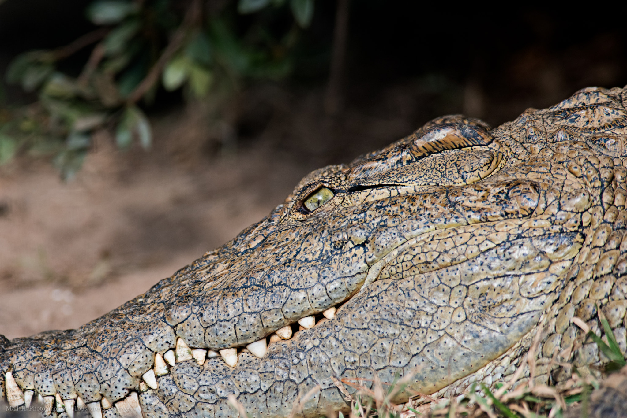 Nikon D810 + Nikon AF-S Nikkor 300mm F2.8G ED-IF VR sample photo. Eye of the  croco photography