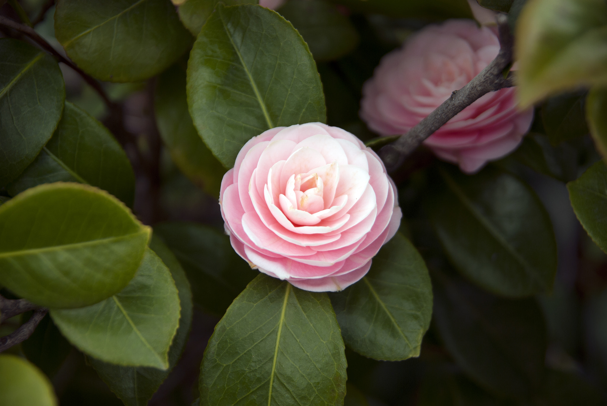 Nikon D80 sample photo. Camelia flower photography