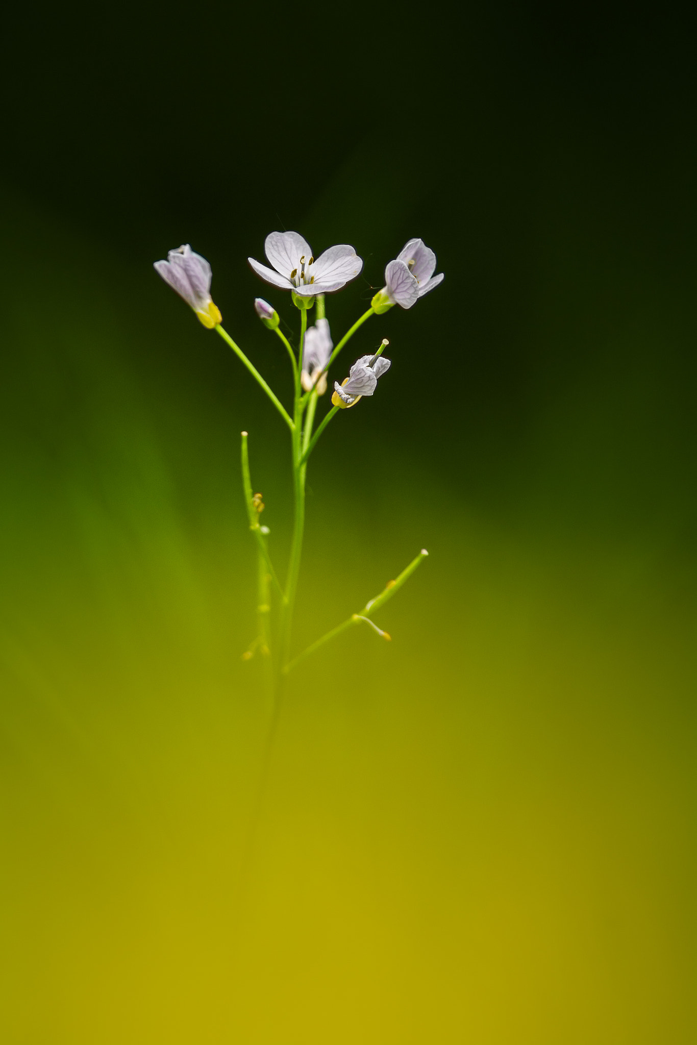 Sigma APO Tele Macro 300mm F4 sample photo. Cardamine photography