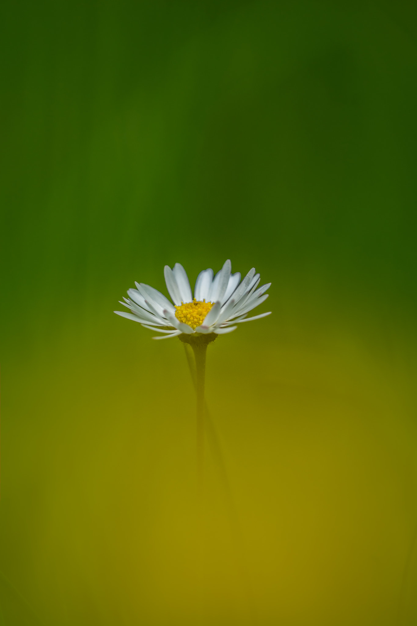 Nikon D7100 + Sigma APO Tele Macro 300mm F4 sample photo. Pâquerette (bellis perennis) photography