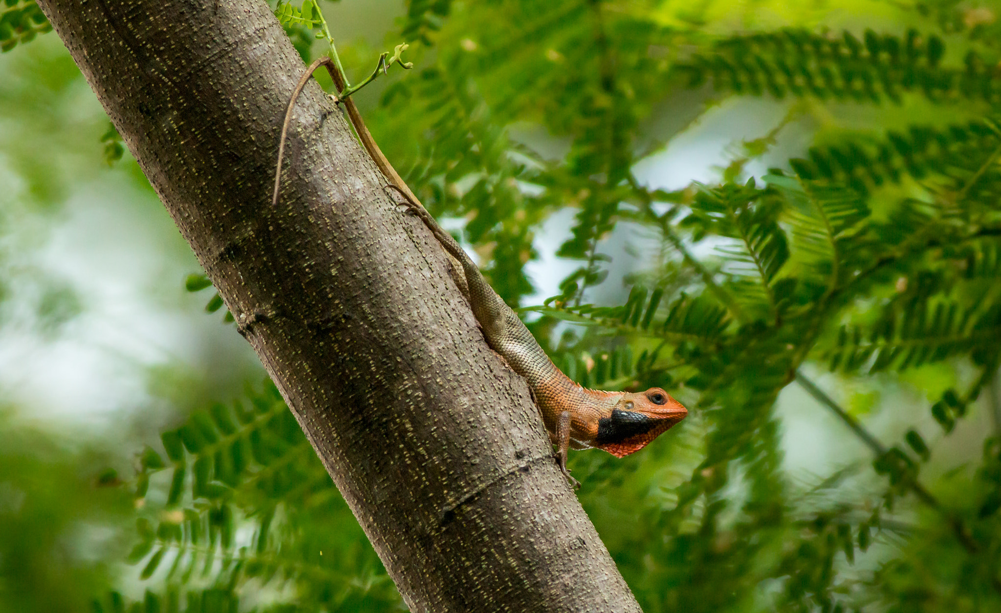 Canon EOS 70D + Canon EF 400mm F5.6L USM sample photo. Changeable lizard photography