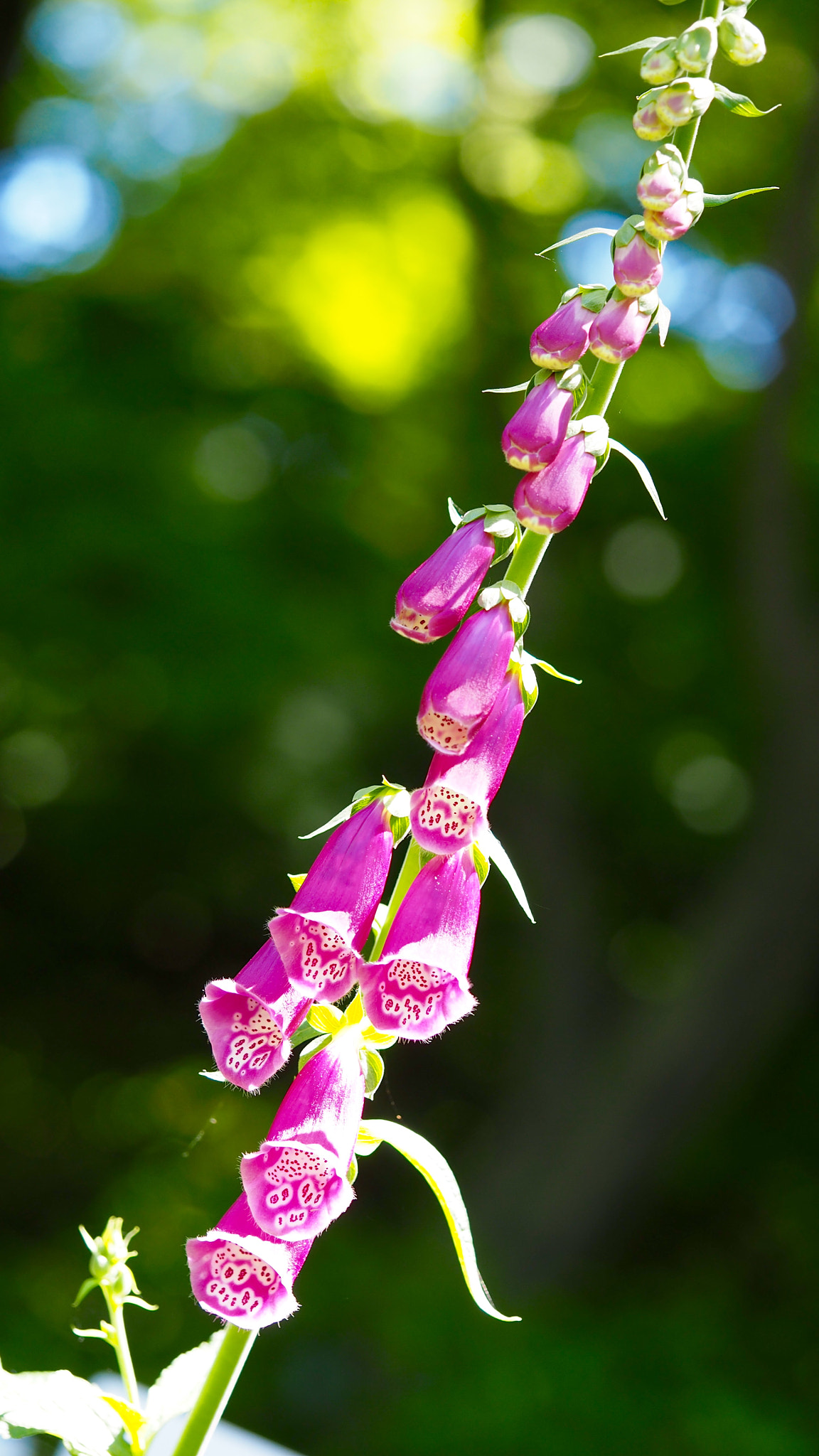 Olympus PEN E-PL7 sample photo. Foxglove photography
