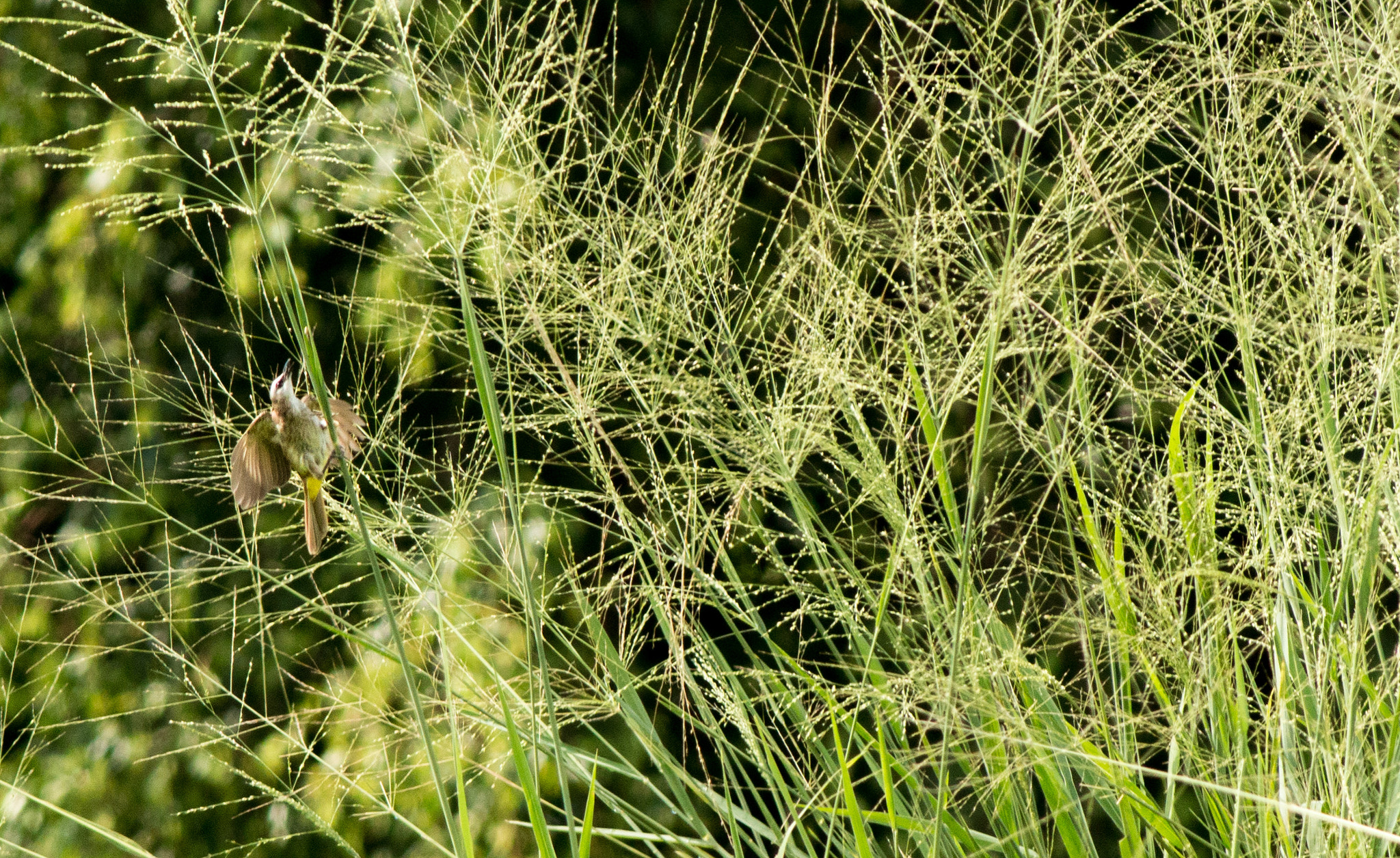 Canon EOS 70D + Canon EF 400mm F5.6L USM sample photo. Yellow-vented bulbul grasping in grass photography