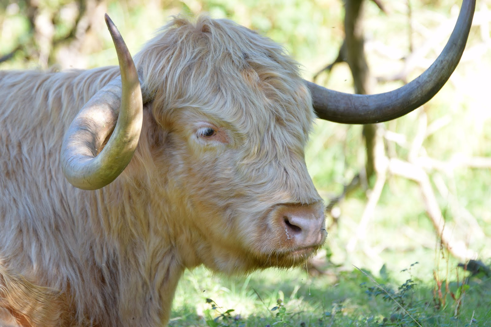 Tamron SP 70-200mm F2.8 Di VC USD sample photo. Vache highland photography