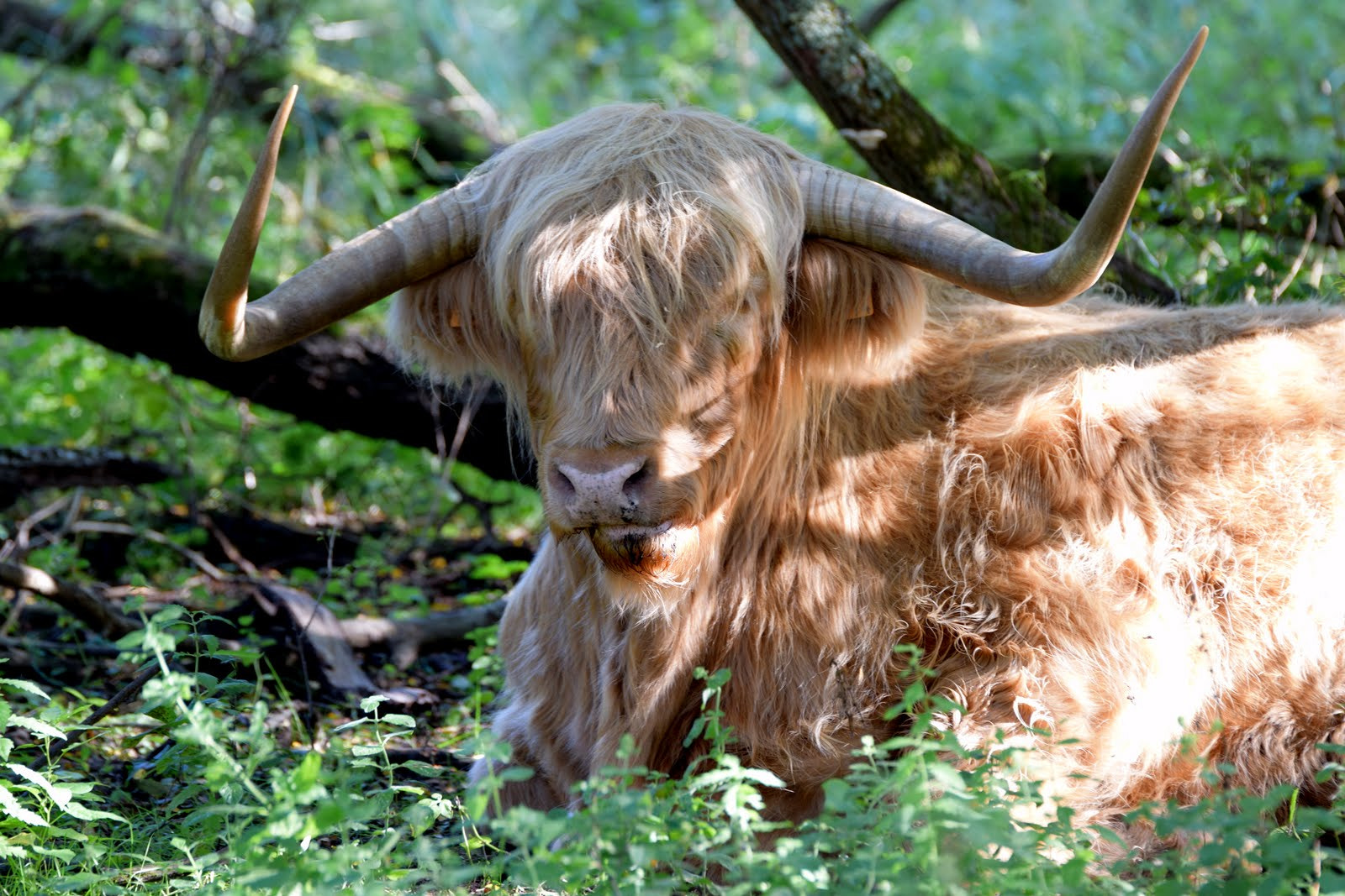 Tamron SP 70-200mm F2.8 Di VC USD sample photo. Vache highland photography