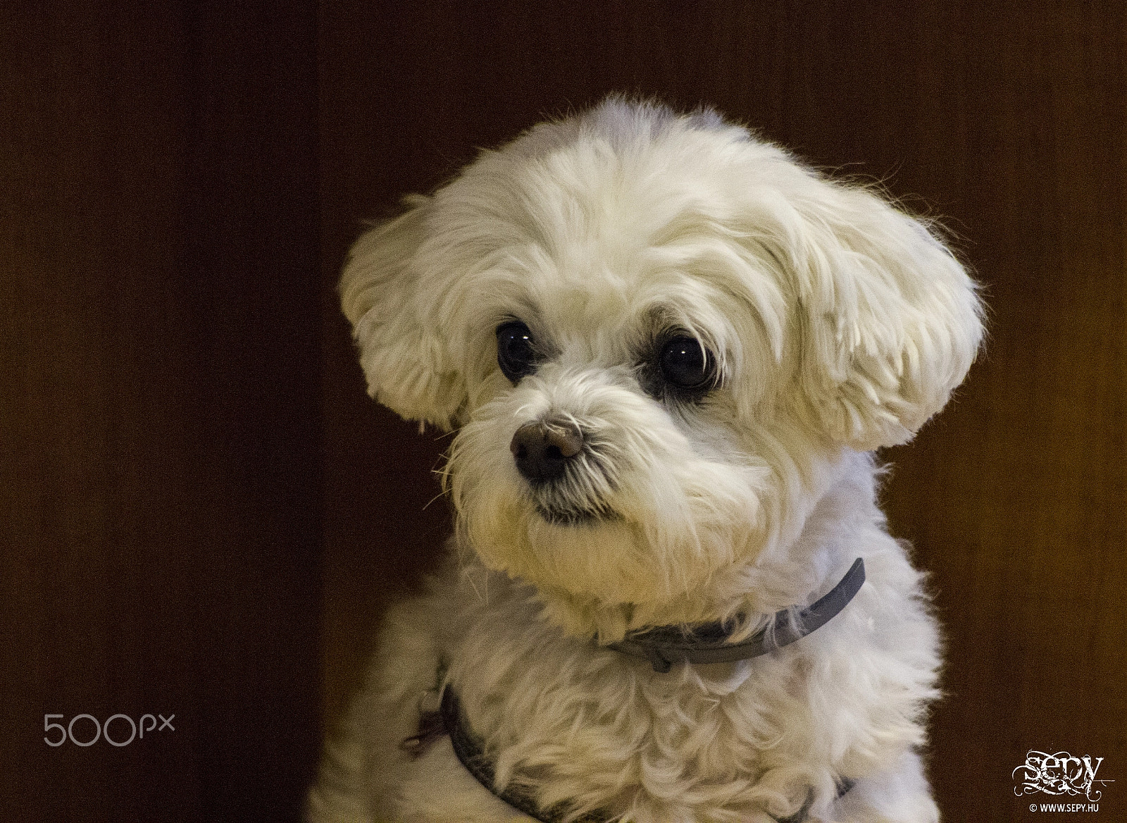 Canon EF 100-300mm F4.5-5.6 USM sample photo. _sepy6110.jpg photography