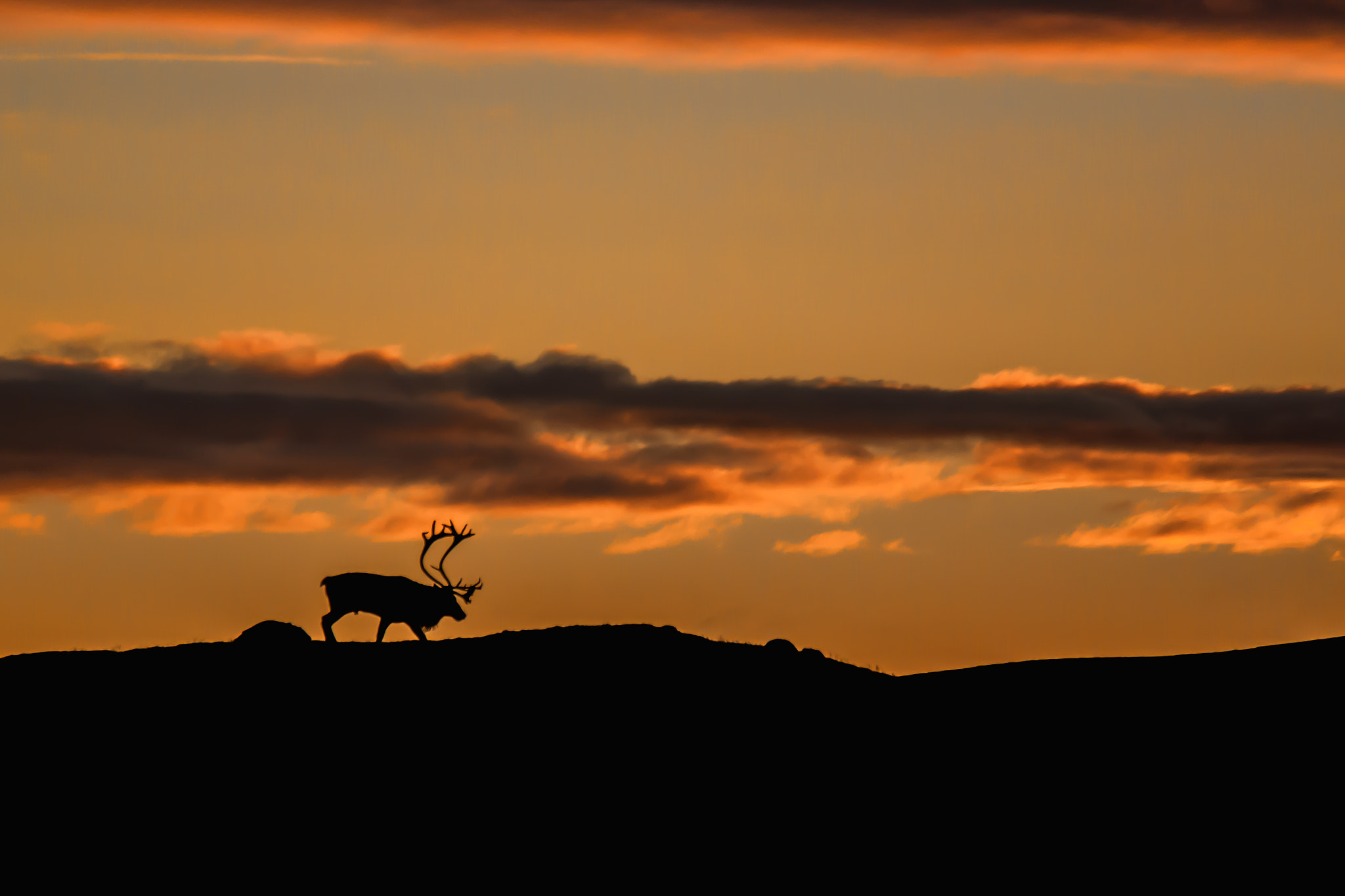 Samsung NX1000 + Samsung NX 50-200mm F4-5.6 ED OIS sample photo. Reindeer in sunrise photography