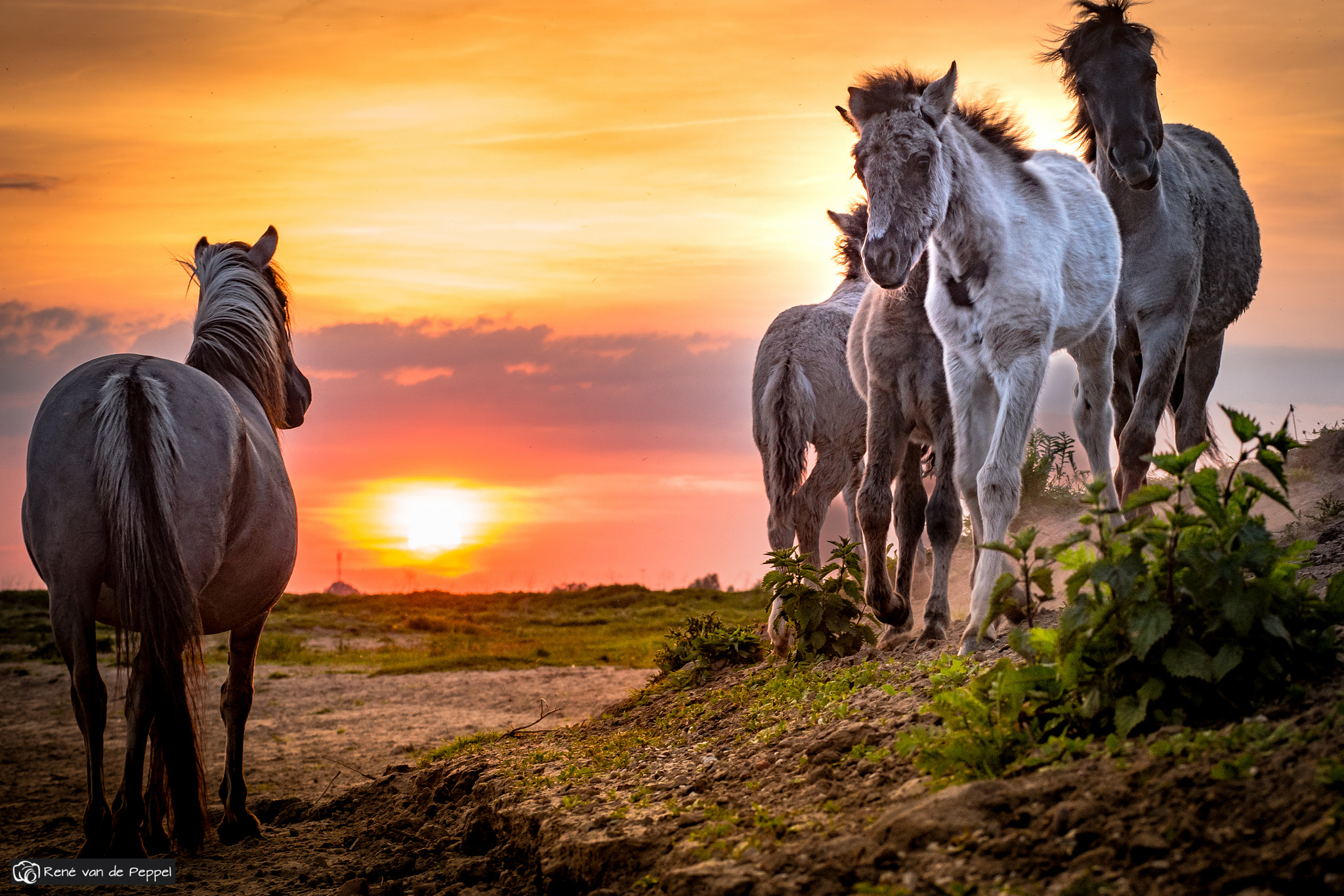 Samsung NX1 + Samsung NX 85mm F1.4 ED SSA sample photo. Wild horses from holland photography