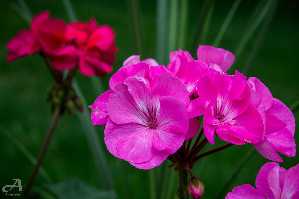 Nikon AF-S Micro-Nikkor 60mm F2.8G ED sample photo. "one of a kind." photography
