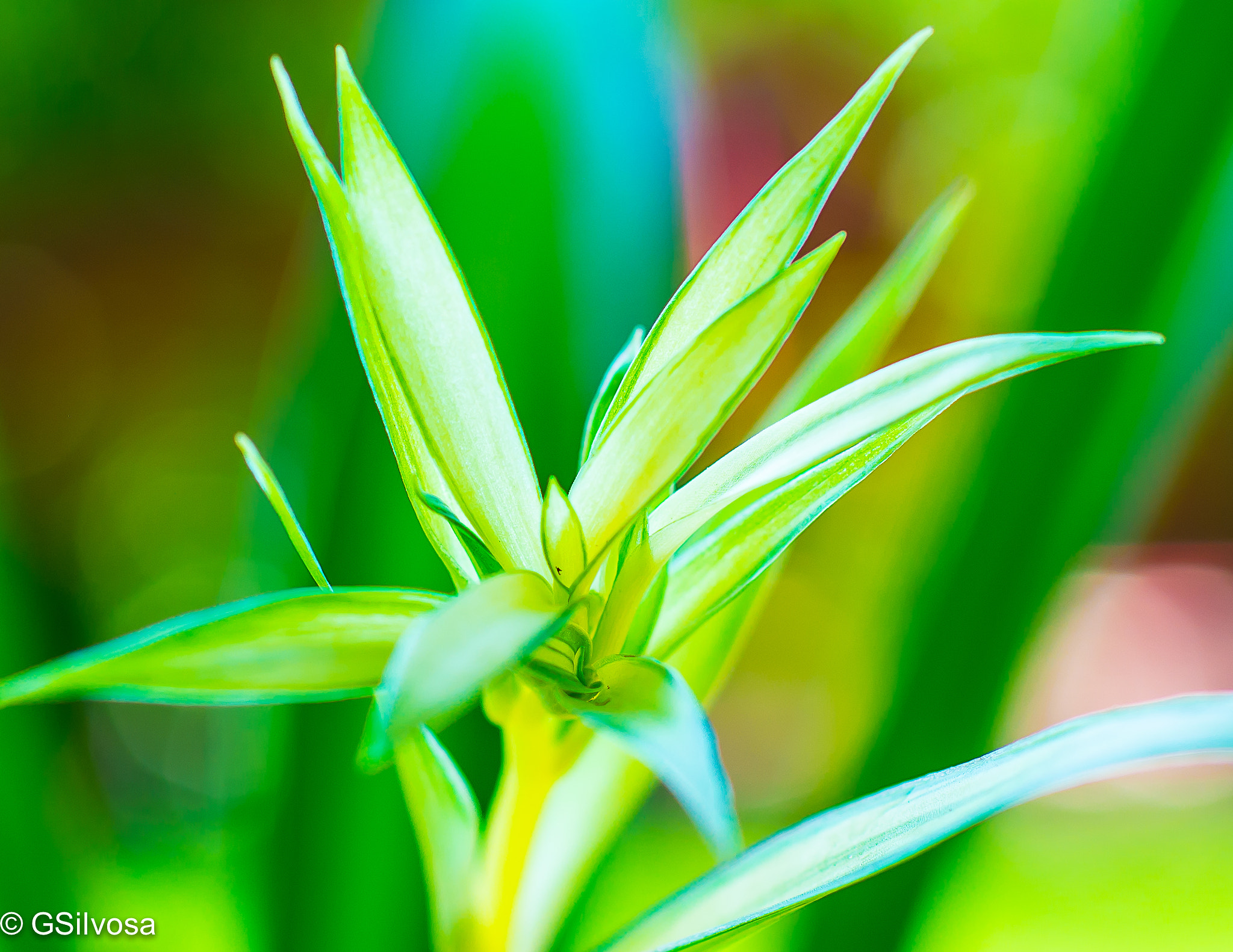 Nikon D7100 + Nikon AF-S Nikkor 35mm F1.4G sample photo. Flower in the backyard photography