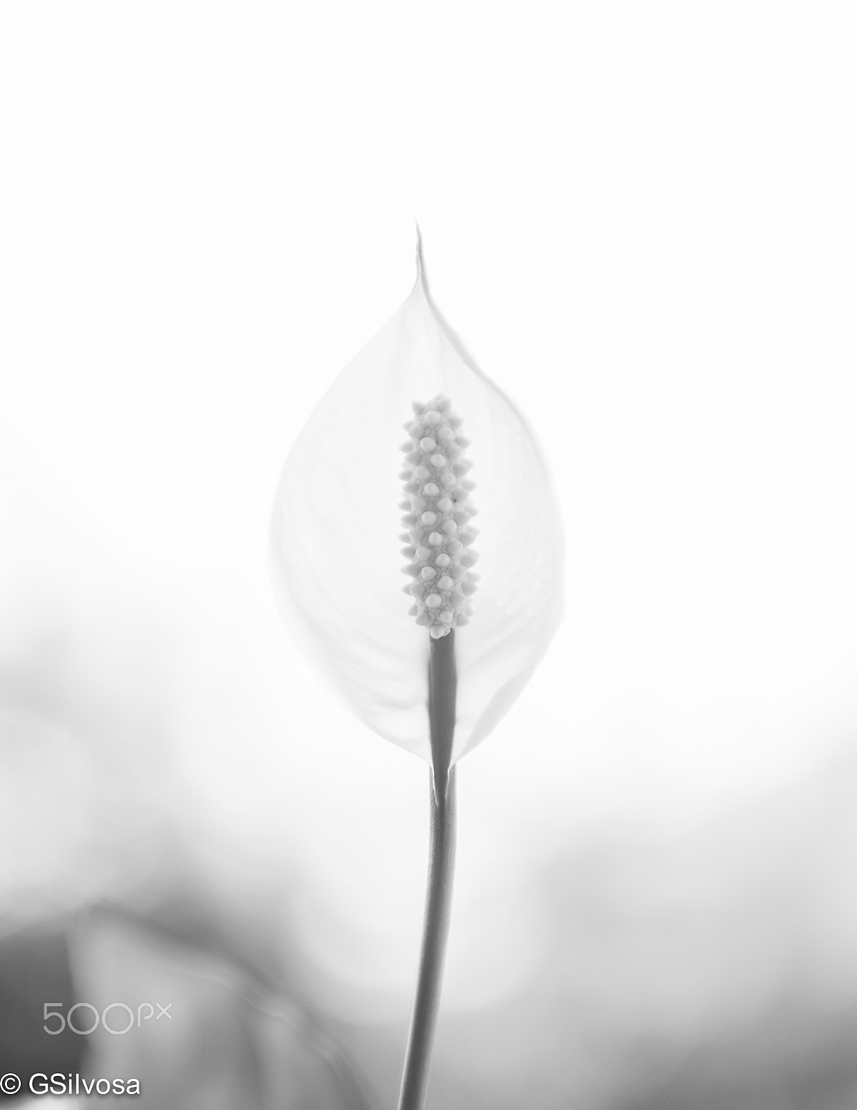 Nikon D7100 + Nikon AF-S Nikkor 35mm F1.4G sample photo. Flower in the backyard photography