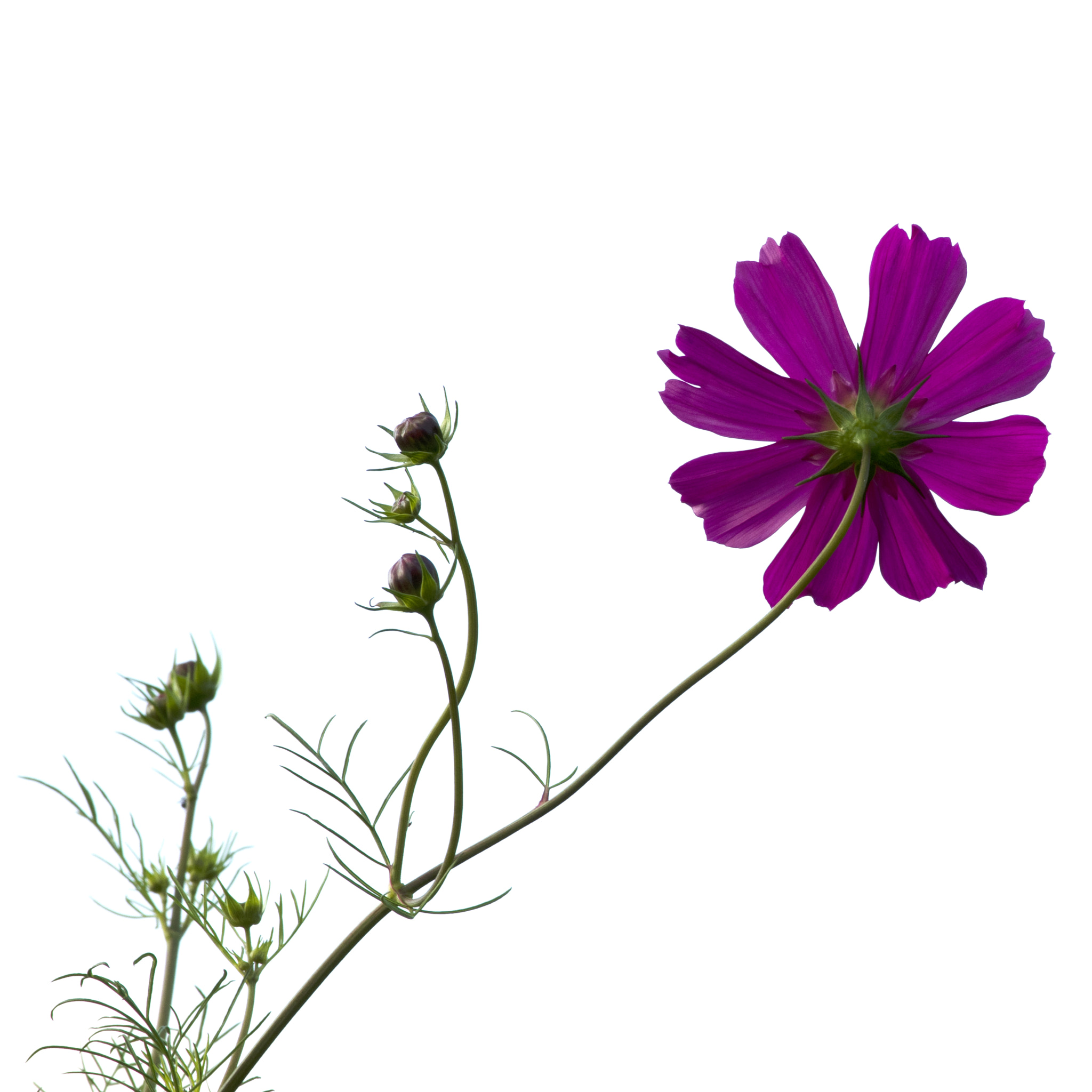 Pentax smc DA* 300mm F4.0 ED (IF) SDM sample photo. Existence / cosmos photography