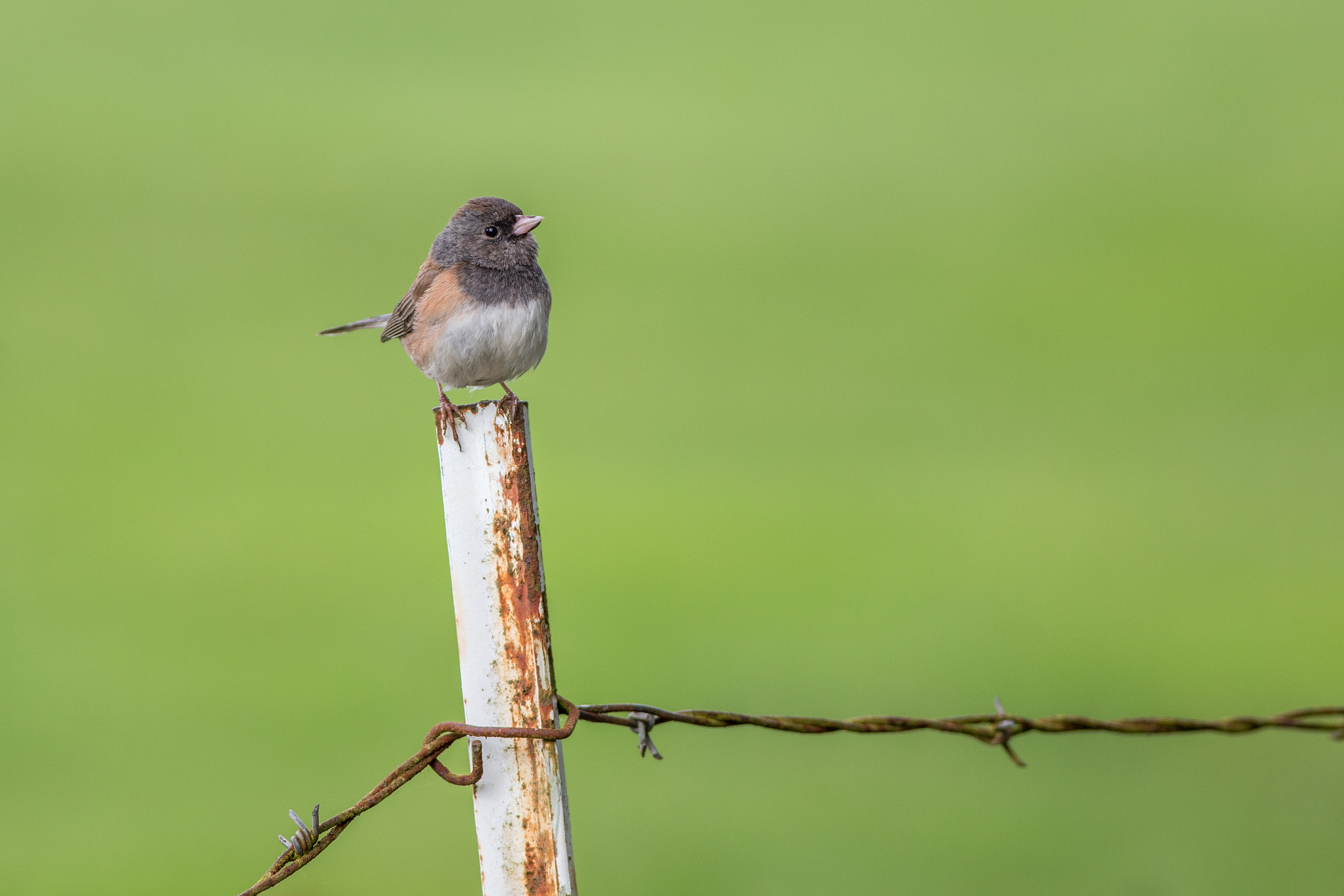 Canon EOS 6D + Canon EF 400mm F5.6L USM sample photo. Cap photography