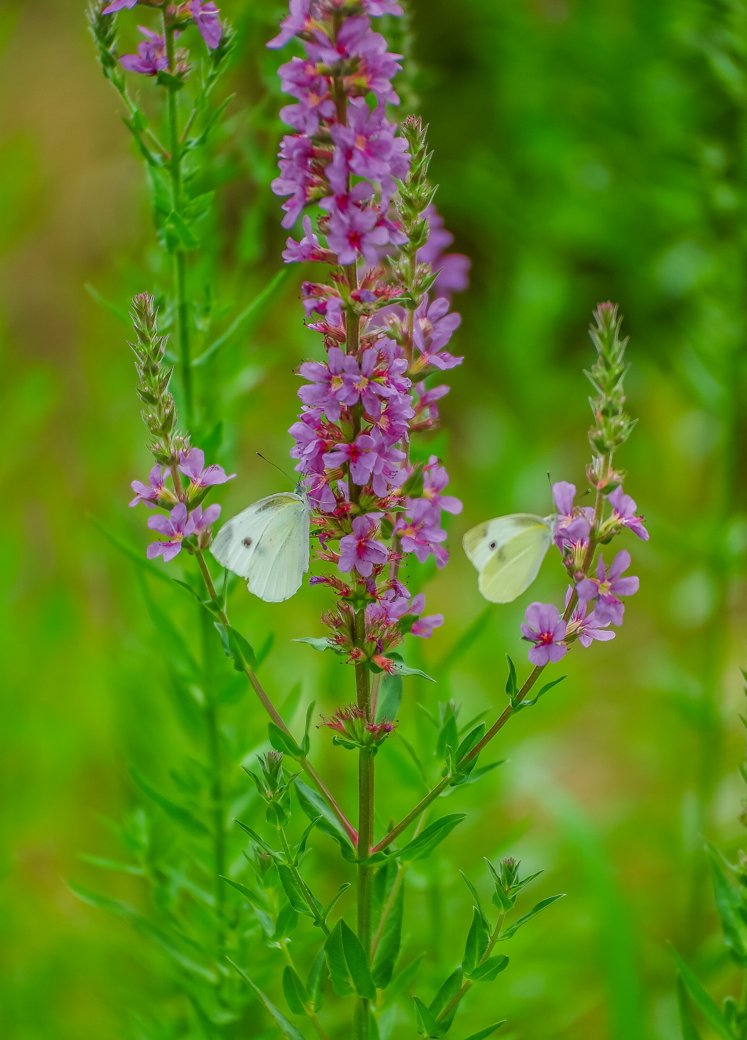 NX 50-150mm F2.8 S sample photo. Cabbage butterfly photography