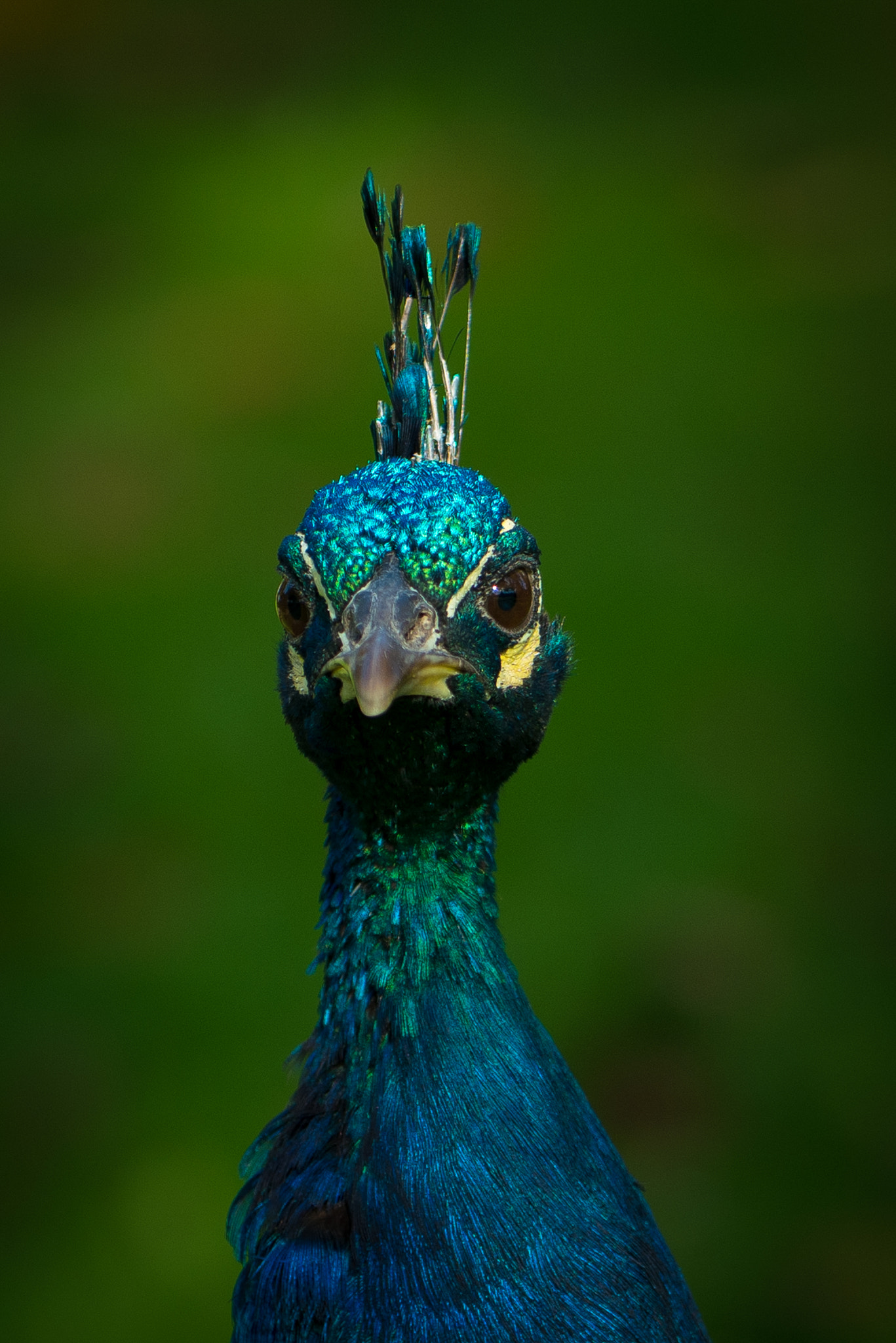 NX 50-150mm F2.8 S sample photo. Mr peacock photography