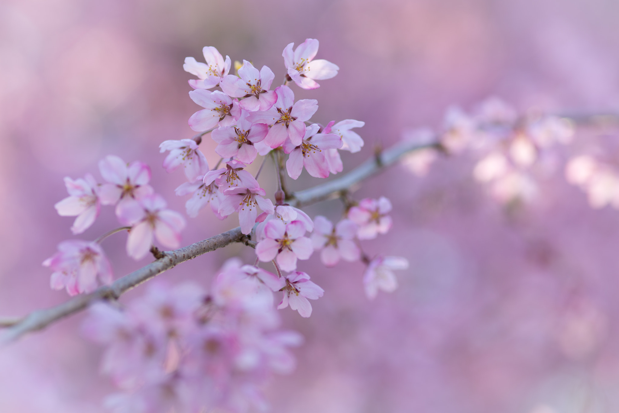 ZEISS Makro-Planar T* 100mm F2 sample photo. Pinky cherry blossom!! photography
