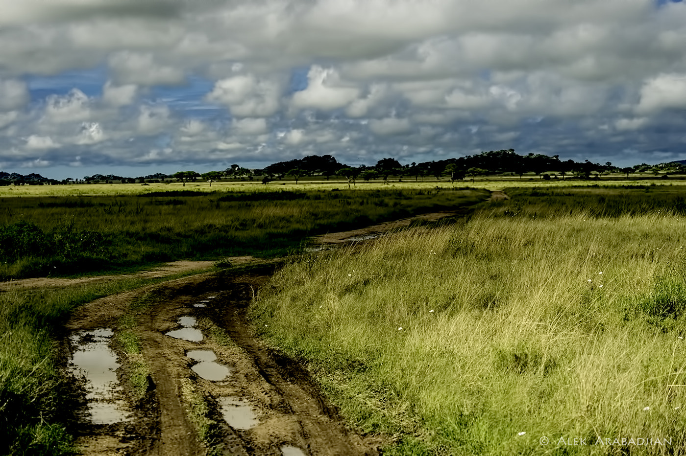 Nikon D4S sample photo. Serengeti's road photography