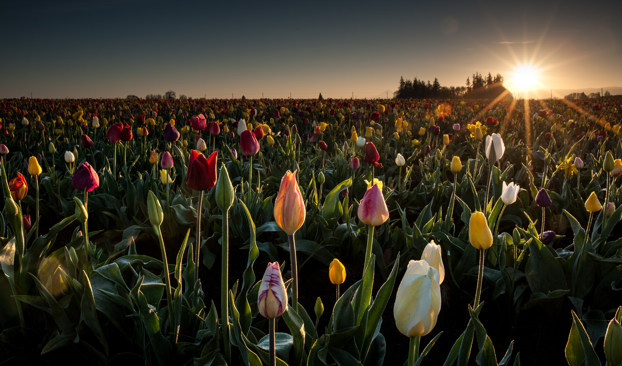 Nikon D3X + AF Zoom-Nikkor 24-120mm f/3.5-5.6D IF sample photo. Tulip sunrise photography