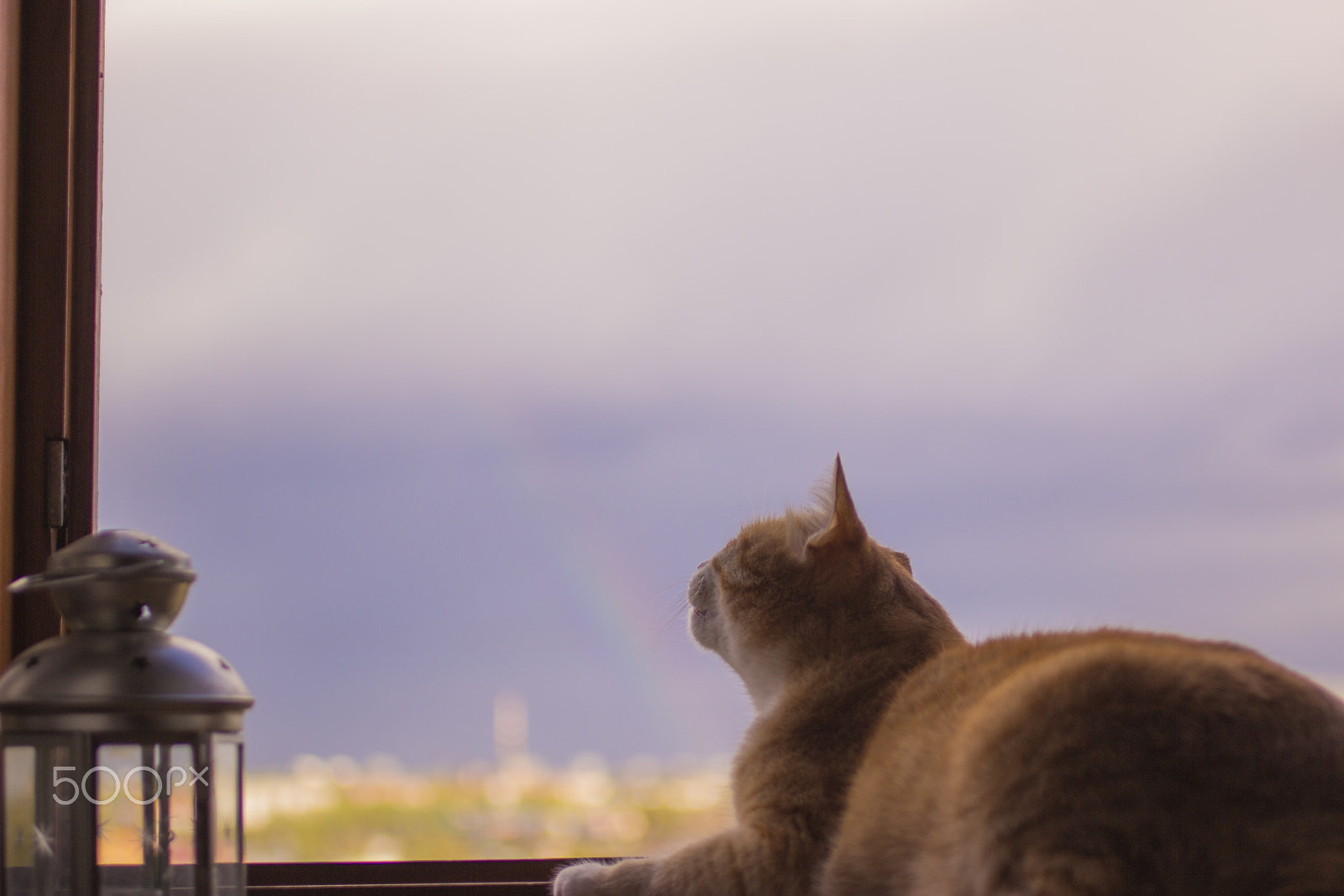 Canon EOS 600D (Rebel EOS T3i / EOS Kiss X5) + Canon EF 50mm F2.5 Macro sample photo. The cat and the rainbow photography