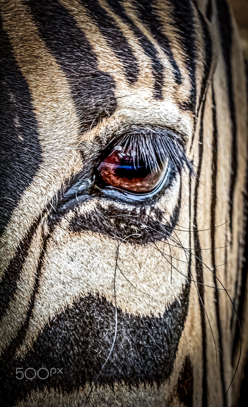 Canon EF-S 55-250mm F4-5.6 IS STM sample photo. Zebra close encounter photography