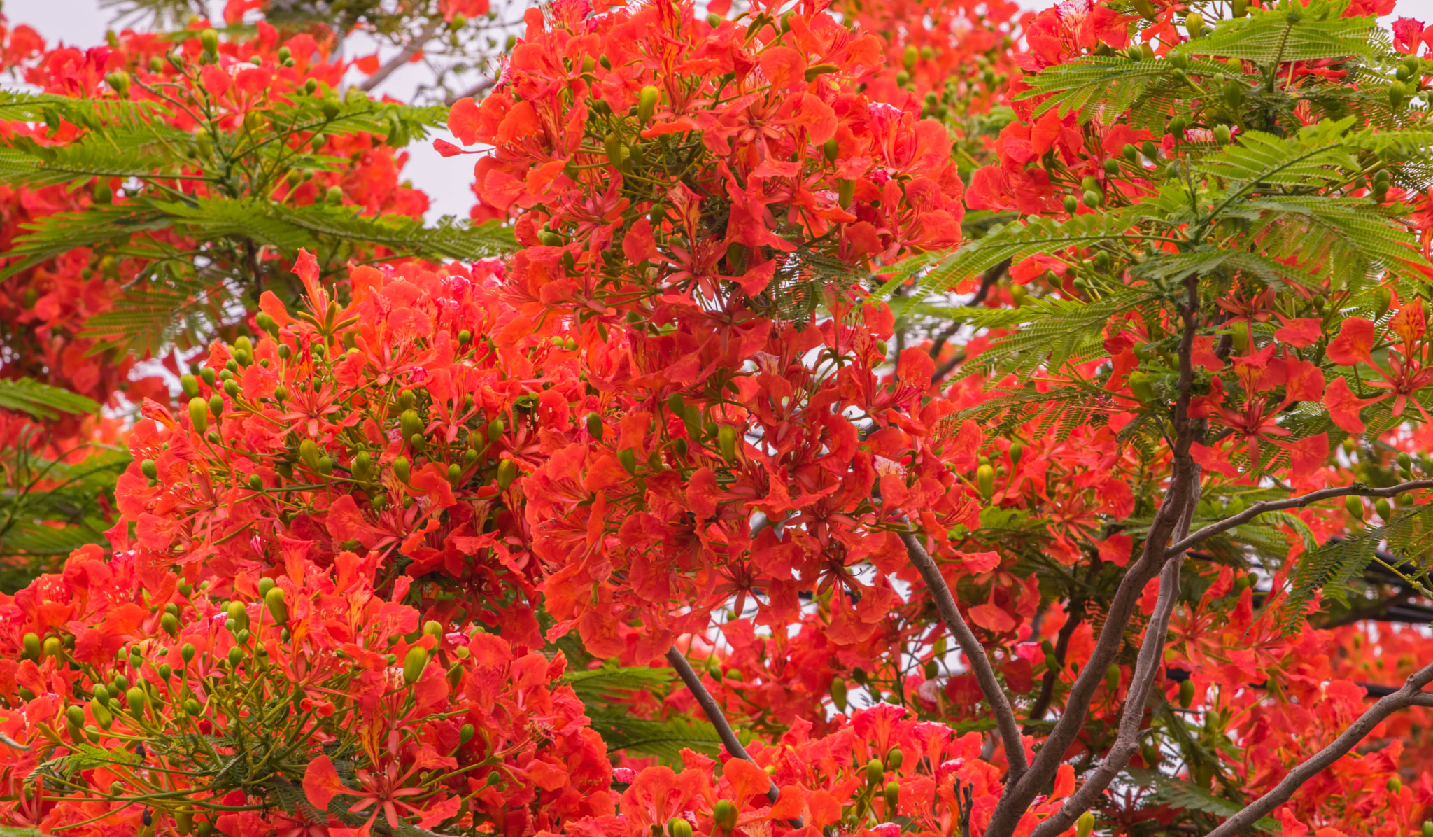 Canon EOS 760D (EOS Rebel T6s / EOS 8000D) + Canon EF 70-200mm F4L USM sample photo. Royal poinciana photography