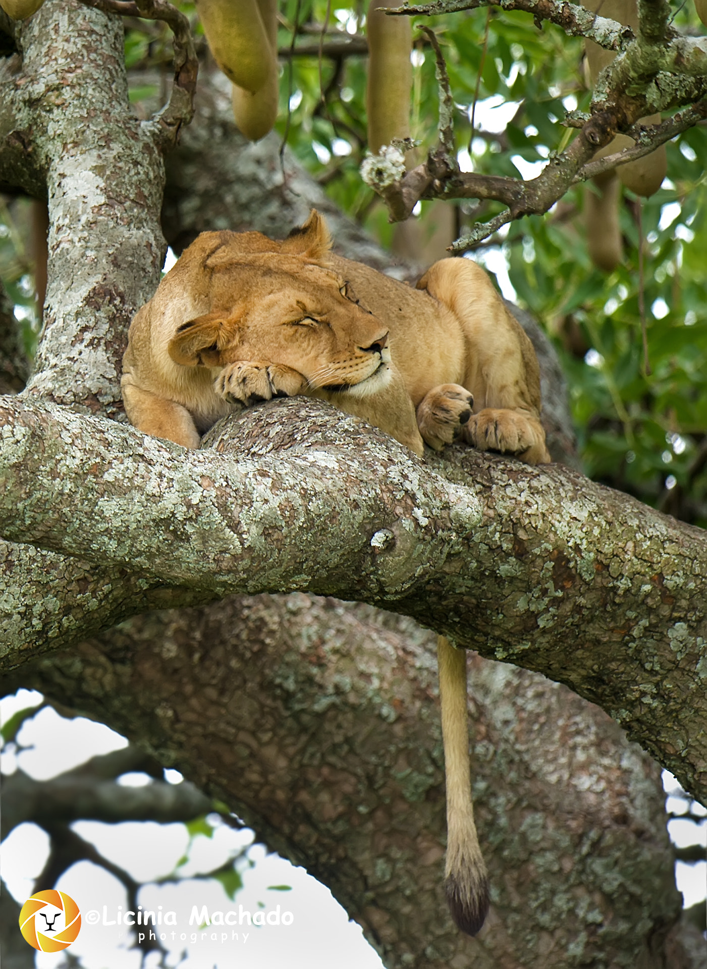 Nikon AF-S Nikkor 500mm F4G ED VR sample photo. Siesta time photography