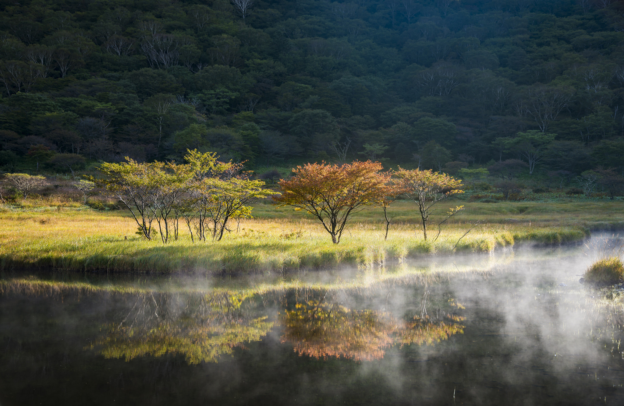 Nikon D800E + Sigma 24-105mm F4 DG OS HSM Art sample photo. The fall of the wetlands photography