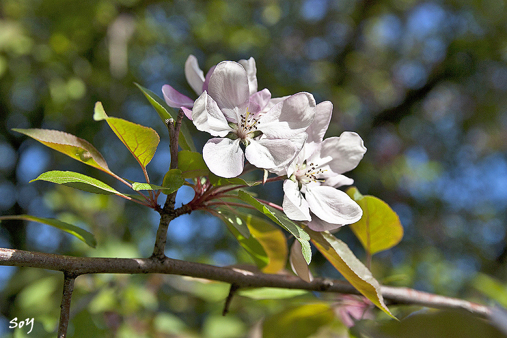 Canon EOS 450D (EOS Rebel XSi / EOS Kiss X2) + Sigma 18-50mm f/2.8 Macro sample photo. Flores de primavera. photography