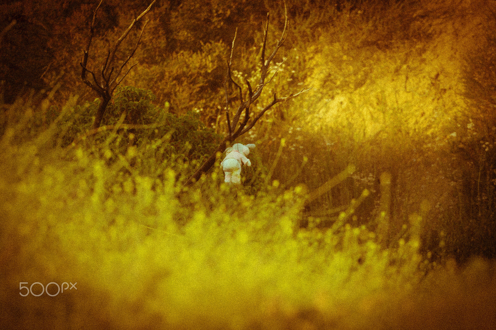 Canon EF 400mm F4 DO IS II USM sample photo. Just wrong photography
