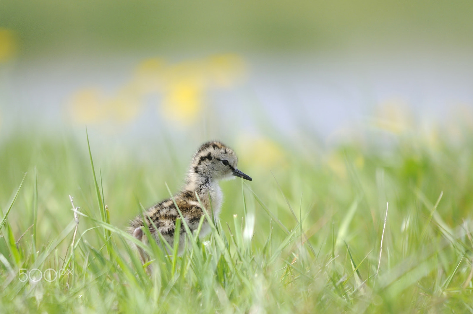 Sigma 150-500mm F5-6.3 DG OS HSM sample photo. Common redshank photography