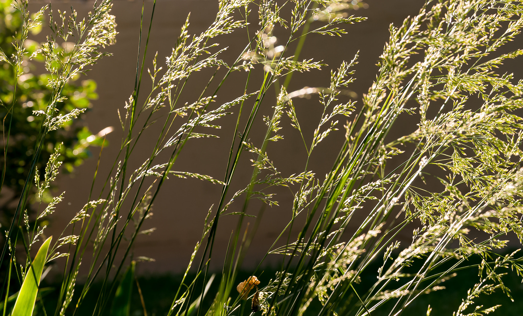 Nikon D80 sample photo. Grass 2 photography