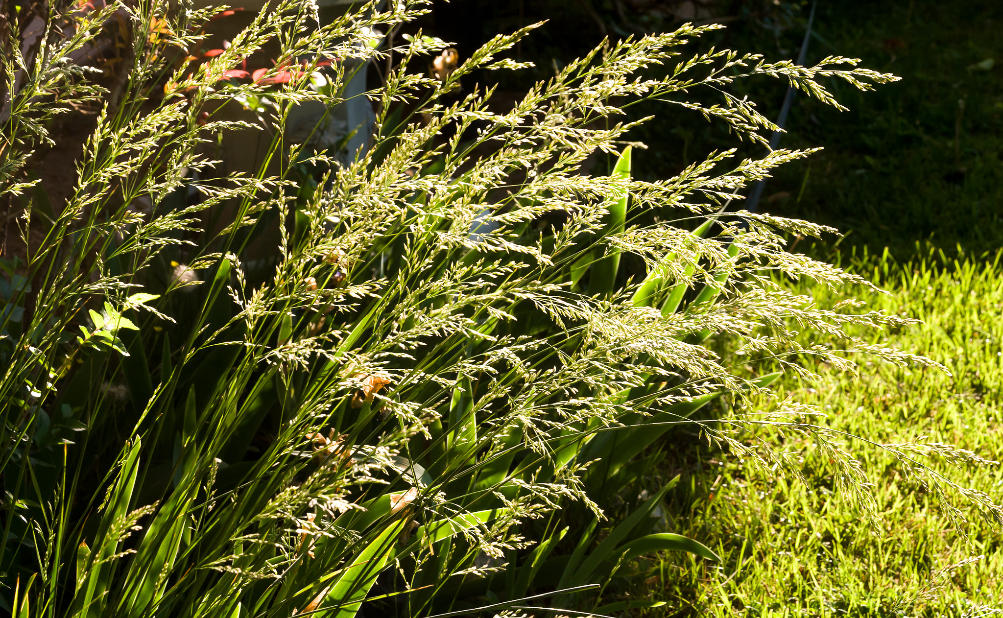 Nikon D80 sample photo. Grass 3 photography