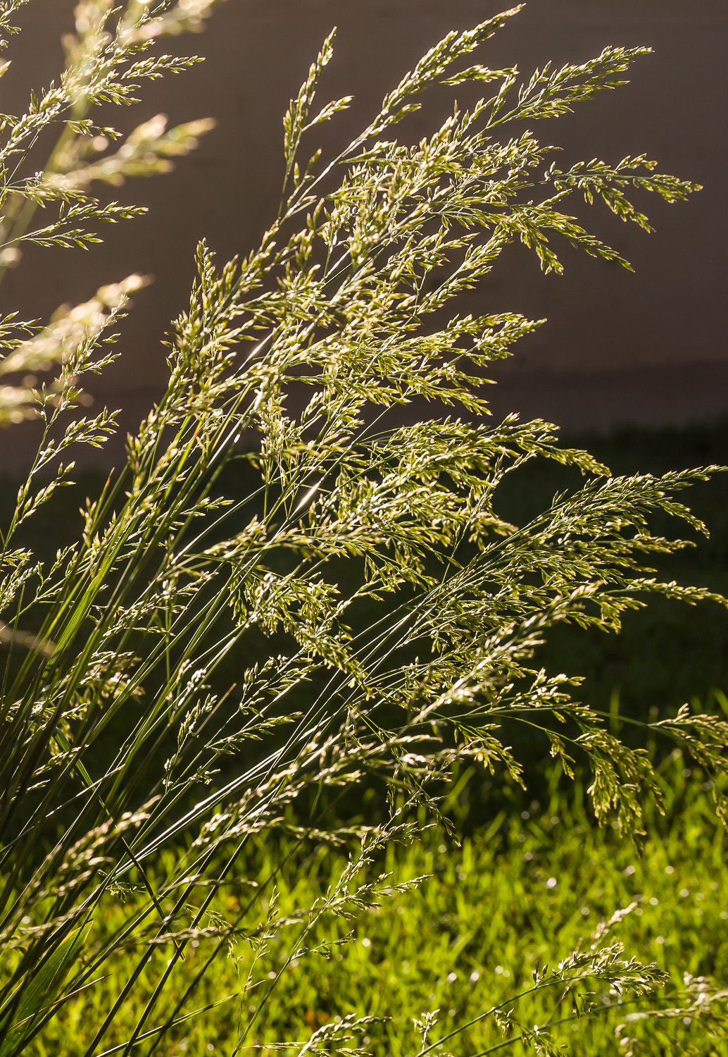 Nikon D80 sample photo. Grass photography