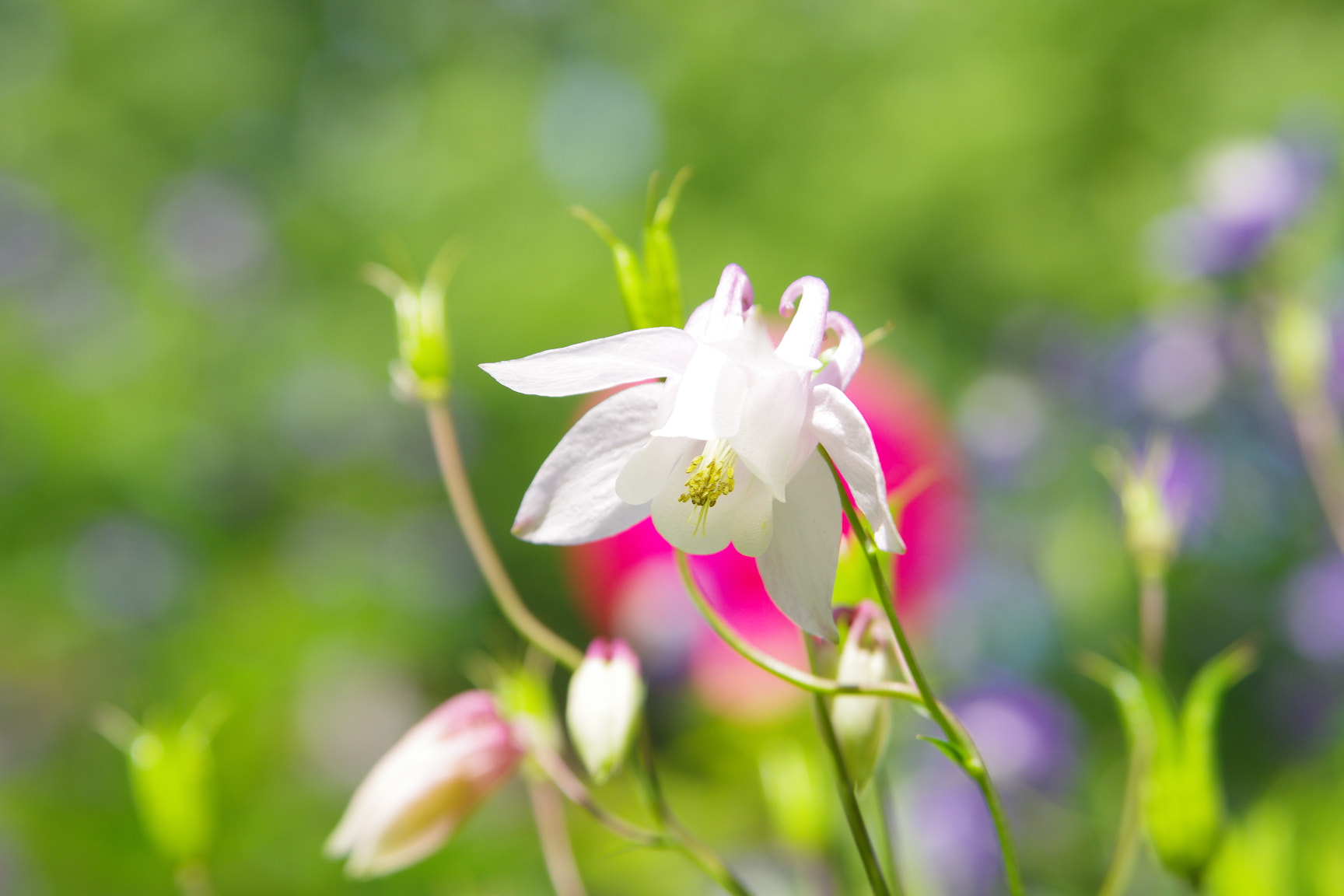 Tamron AF 28-75mm F2.8 XR Di LD Aspherical (IF) sample photo. Oxysepala photography