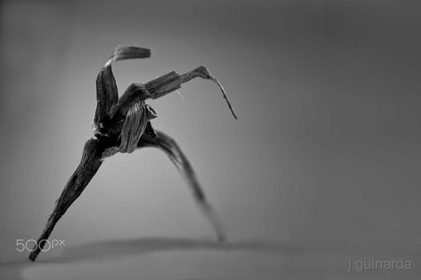 Pentax smc D-FA 50mm F2.8 Macro sample photo. Kung fu single photography
