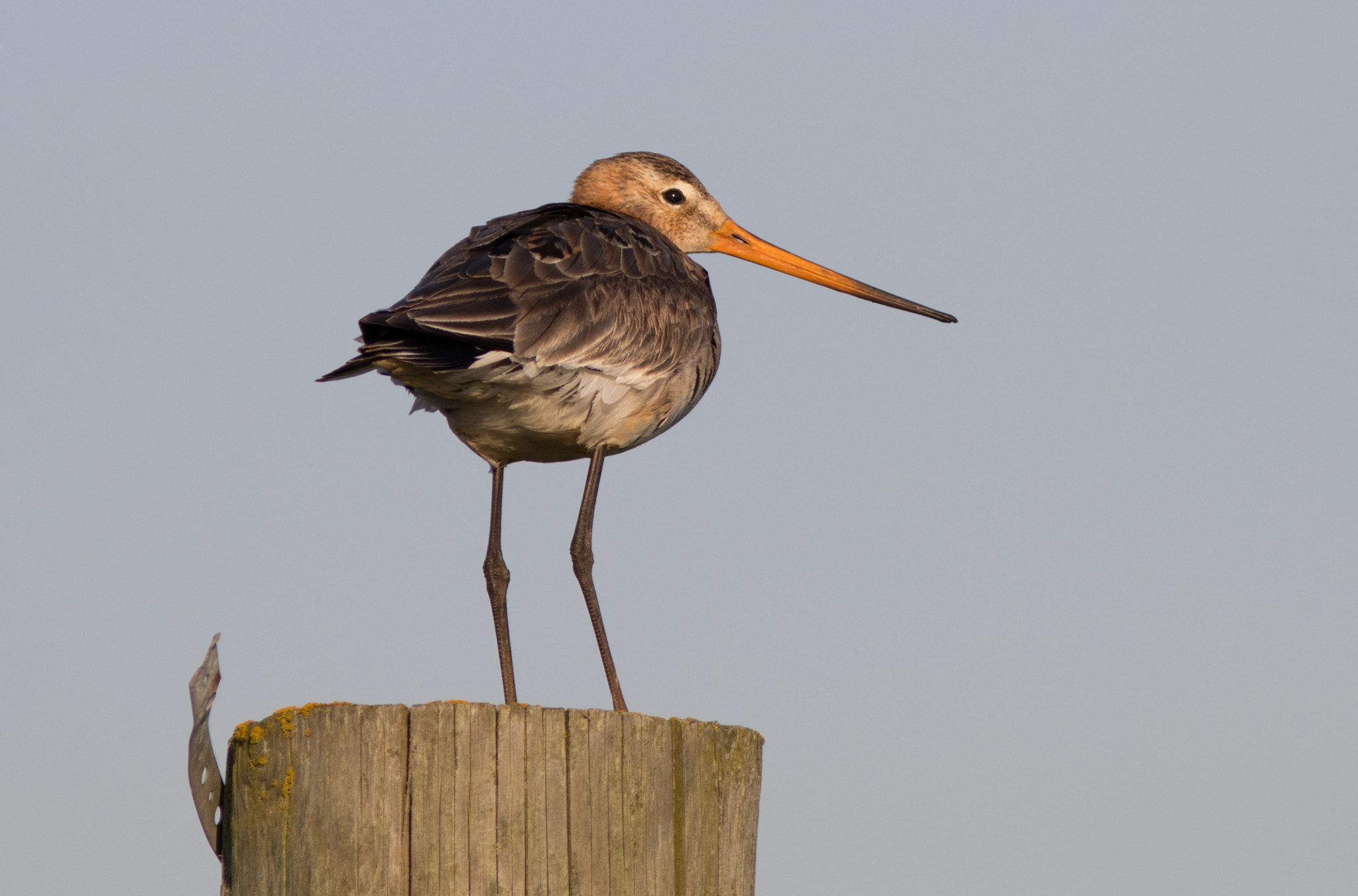 Canon EF 300mm F4L IS USM sample photo. Stor kobbersneppe - godwit photography