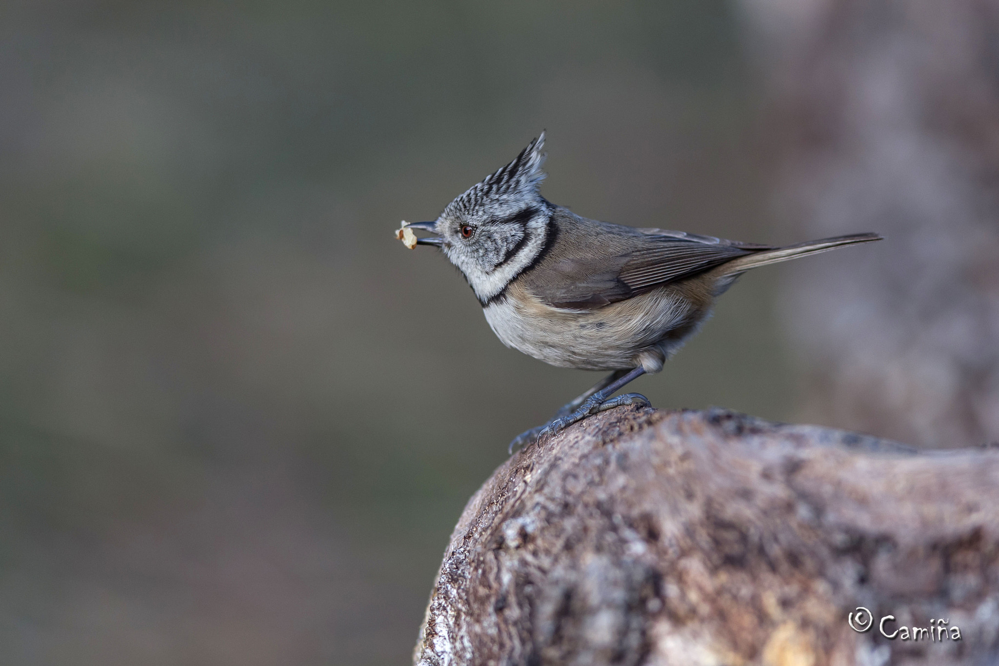 Canon EF 300mm F2.8L IS USM sample photo