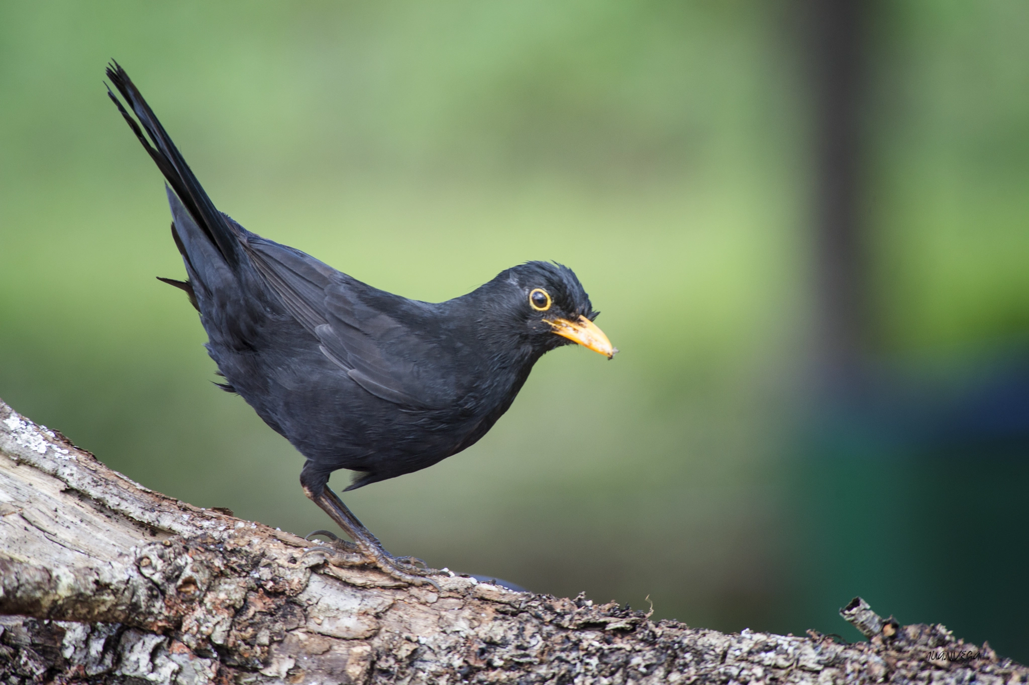 Sony 75-300mm F4.5-5.6 sample photo. Mirlo photography