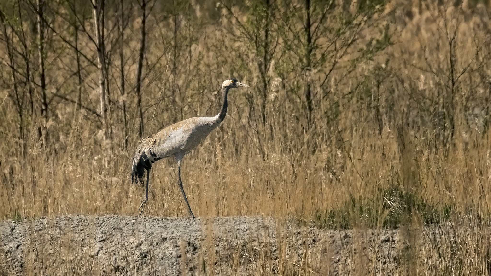 Sigma 150-500mm F5-6.3 DG OS HSM sample photo. Grey heron. photography