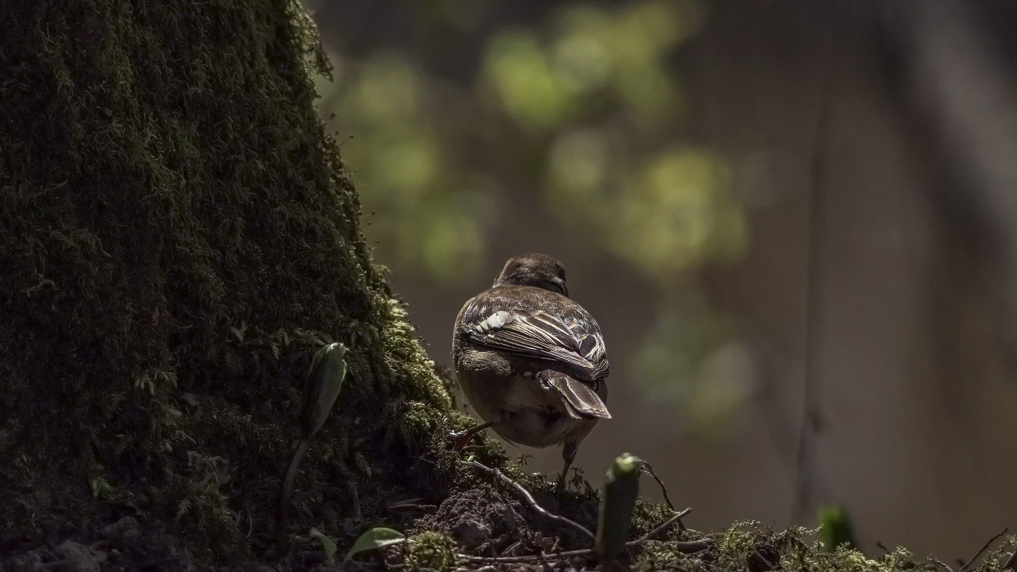 Sigma 150-500mm F5-6.3 DG OS HSM sample photo. Chaffinch. photography