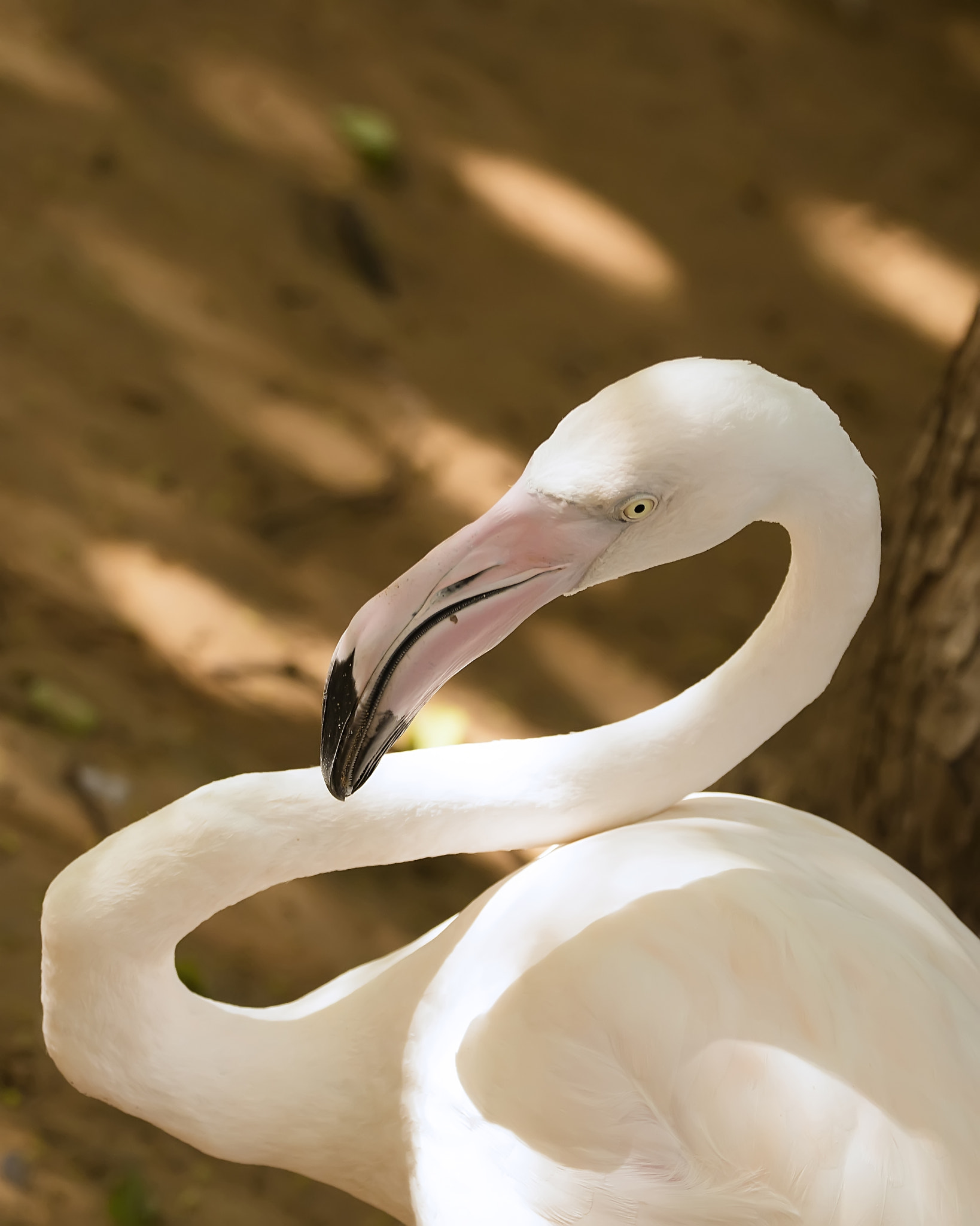 Canon EF 70-300mm F4-5.6L IS USM sample photo. White flamingo photography