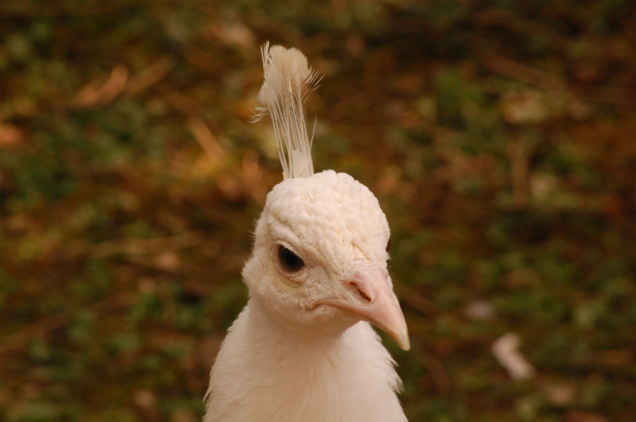 Sigma 70-300mm F4-5.6 APO DG Macro sample photo. White peacock photography