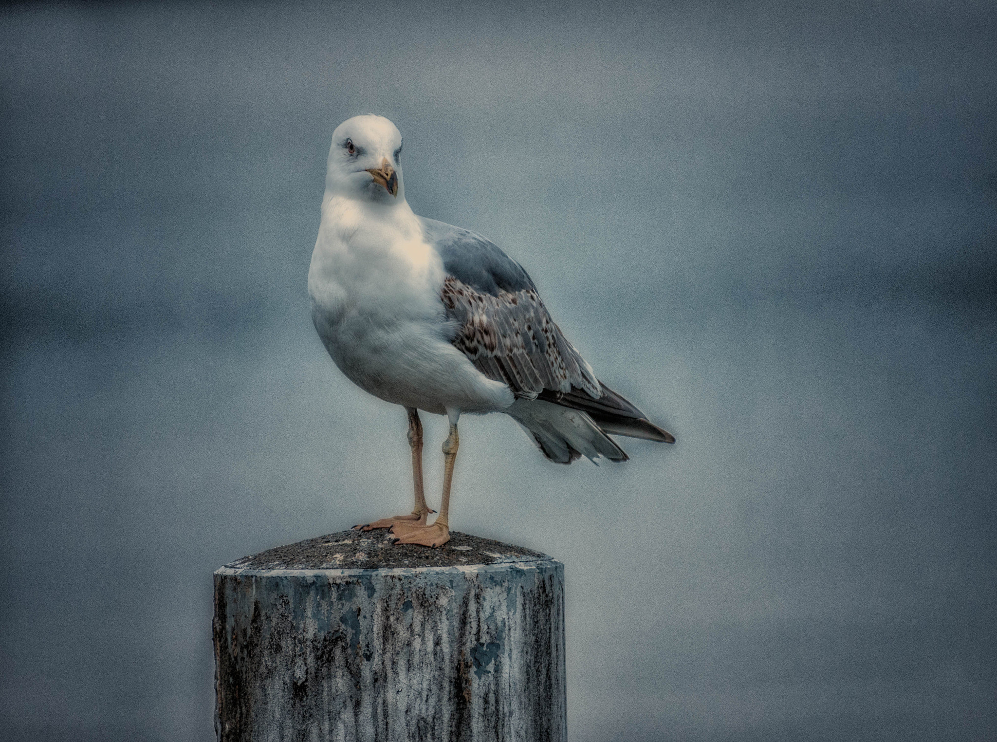 Nikon D3X sample photo. Lonely hometown seagull photography